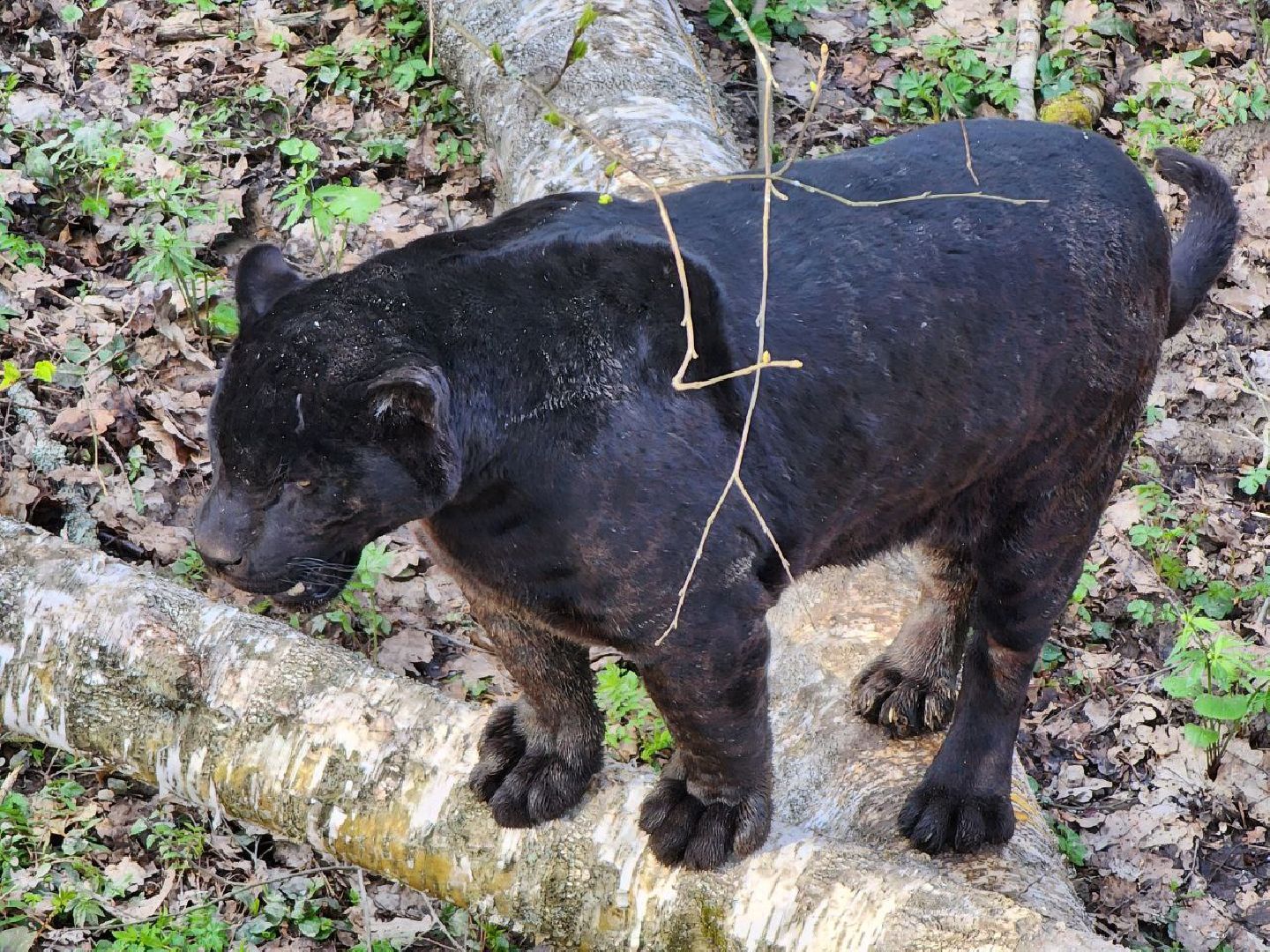 можайск, можайский городской округ, подмосковье, парк тигров, сафари-парк, тигры, львы, ягуары, пума, леопард, дикие кошки, хищники, туризм,