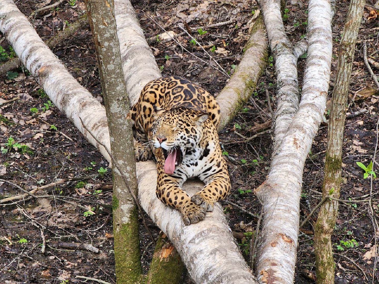можайск, можайский городской округ, подмосковье, парк тигров, сафари-парк, тигры, львы, ягуары, пума, леопард, дикие кошки, хищники, туризм,