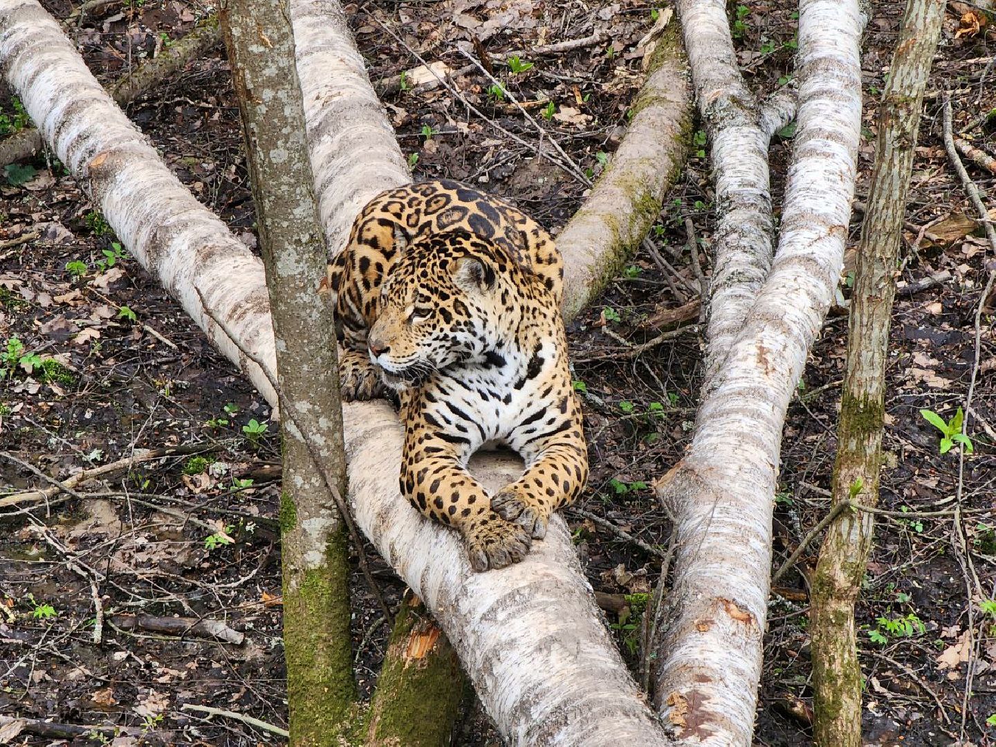 можайск, можайский городской округ, подмосковье, парк тигров, сафари-парк, тигры, львы, ягуары, пума, леопард, дикие кошки, хищники, туризм,
