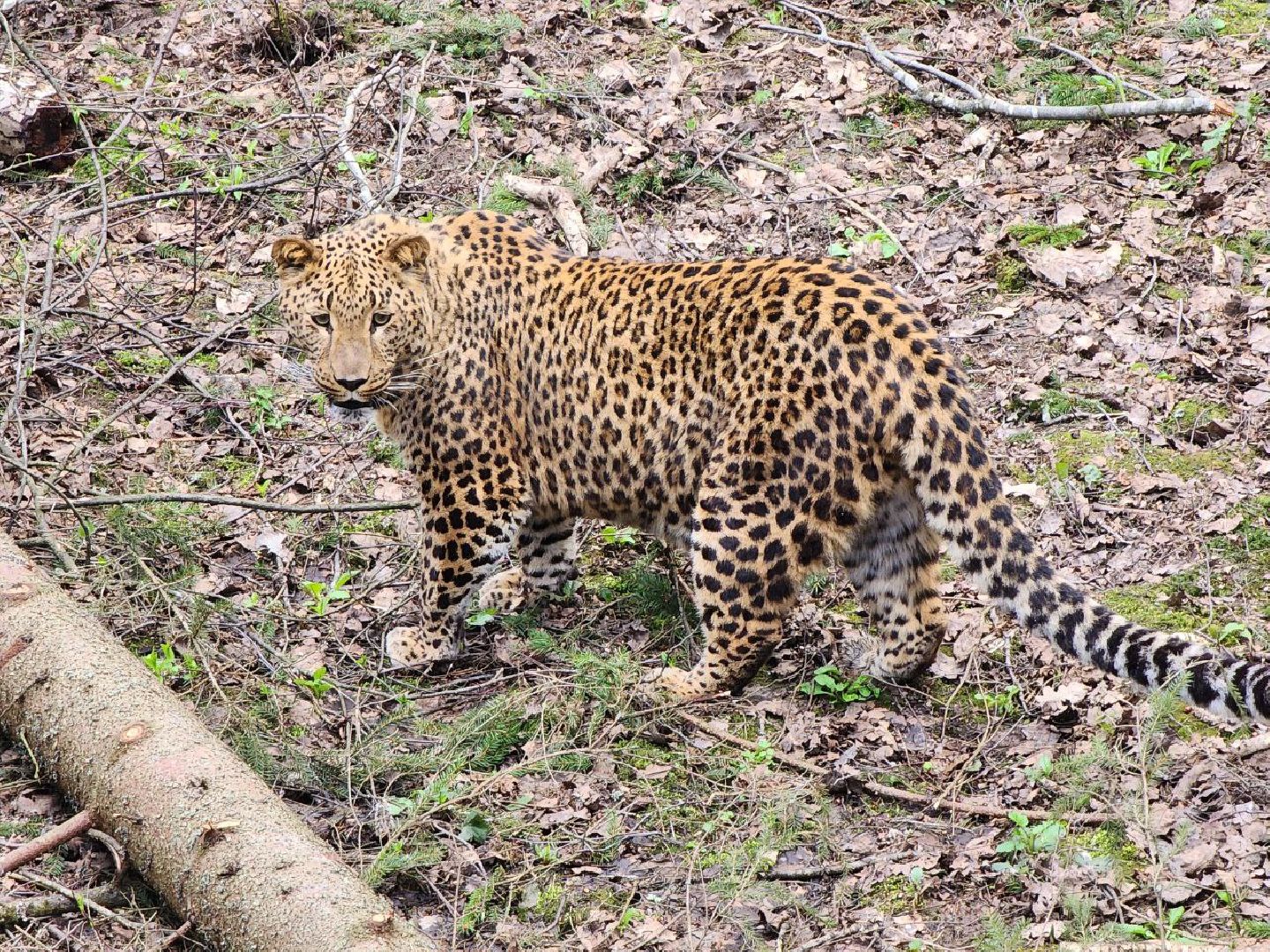 можайск, можайский городской округ, подмосковье, парк тигров, сафари-парк, тигры, львы, ягуары, пума, леопард, дикие кошки, хищники, туризм,