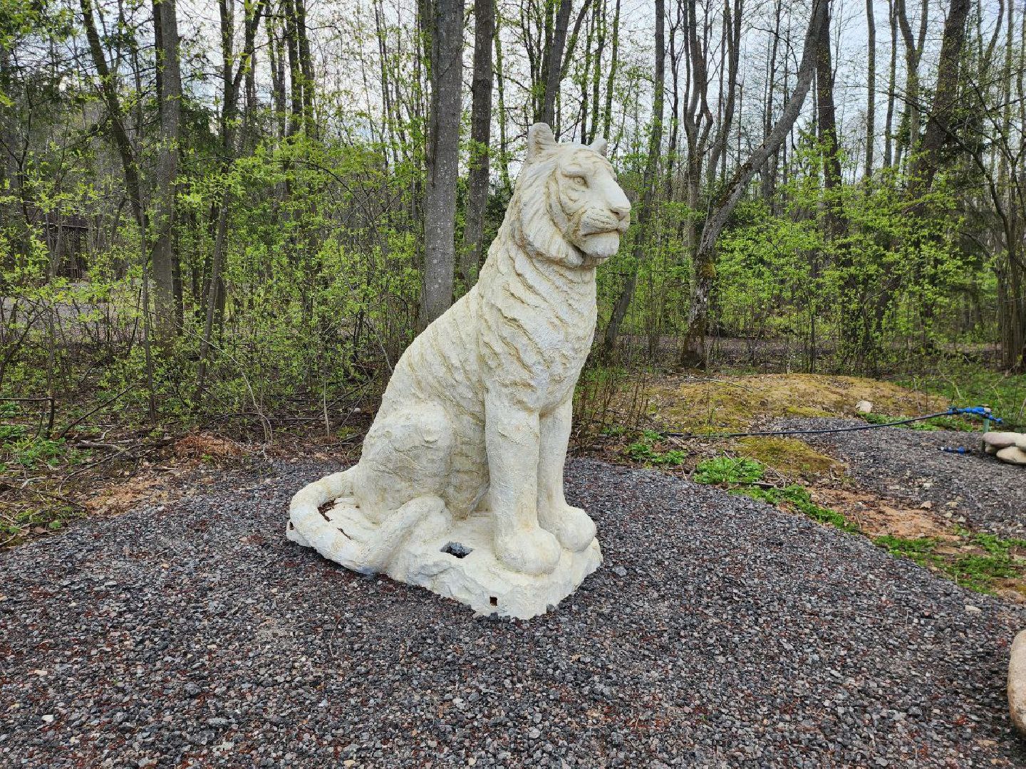 можайск, можайский городской округ, подмосковье, парк тигров, сафари-парк, тигры, львы, ягуары, пума, леопард, дикие кошки, хищники, туризм,