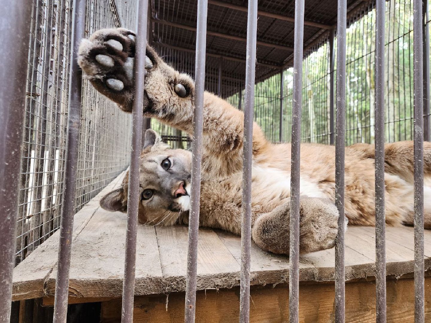 можайск, можайский городской округ, подмосковье, парк тигров, сафари-парк, тигры, львы, ягуары, пума, леопард, дикие кошки, хищники, туризм,