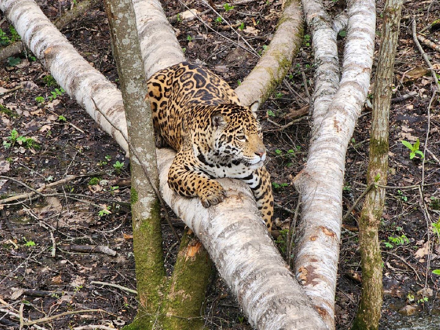 можайск, можайский городской округ, подмосковье, парк тигров, сафари-парк, тигры, львы, ягуары, пума, леопард, дикие кошки, хищники, туризм,