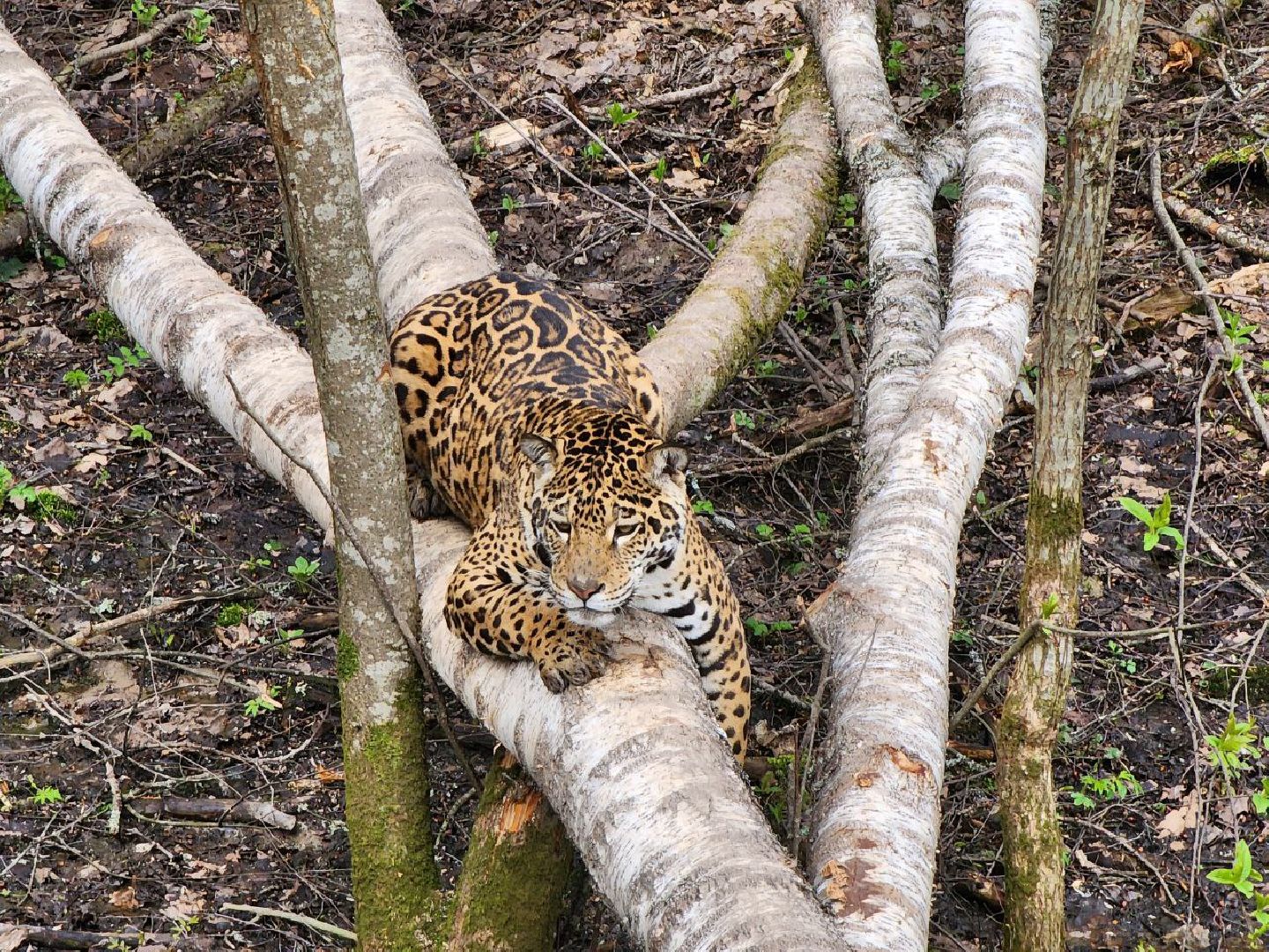 можайск, можайский городской округ, подмосковье, парк тигров, сафари-парк, тигры, львы, ягуары, пума, леопард, дикие кошки, хищники, туризм,