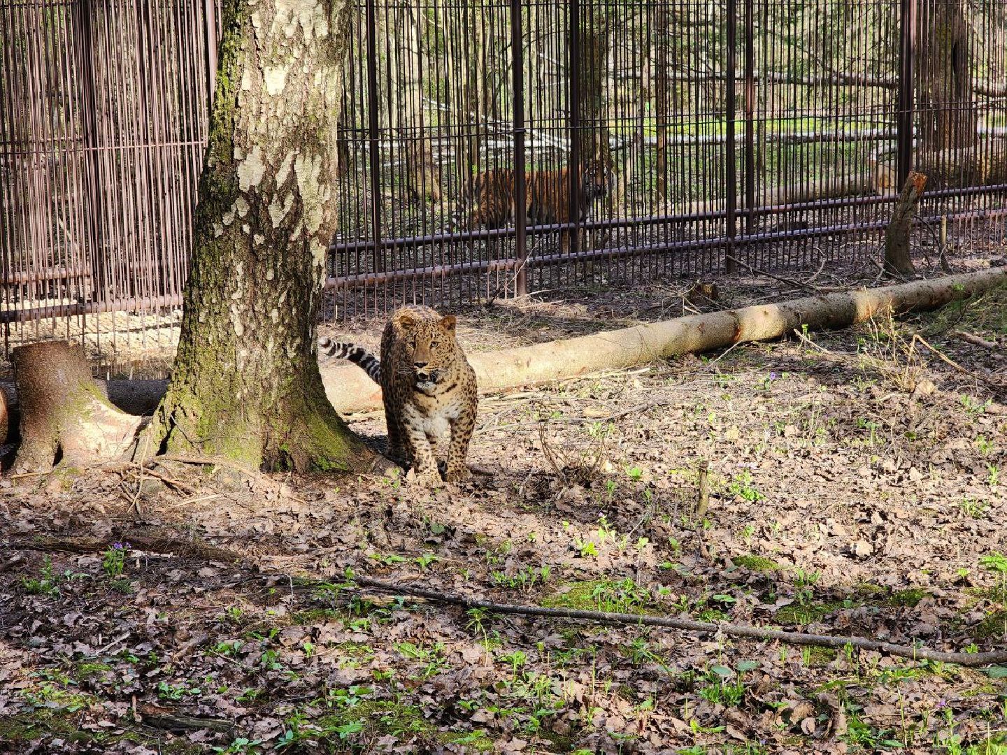 можайск, можайский городской округ, подмосковье, парк тигров, сафари-парк, тигры, львы, ягуары, пума, леопард, дикие кошки, хищники, туризм,