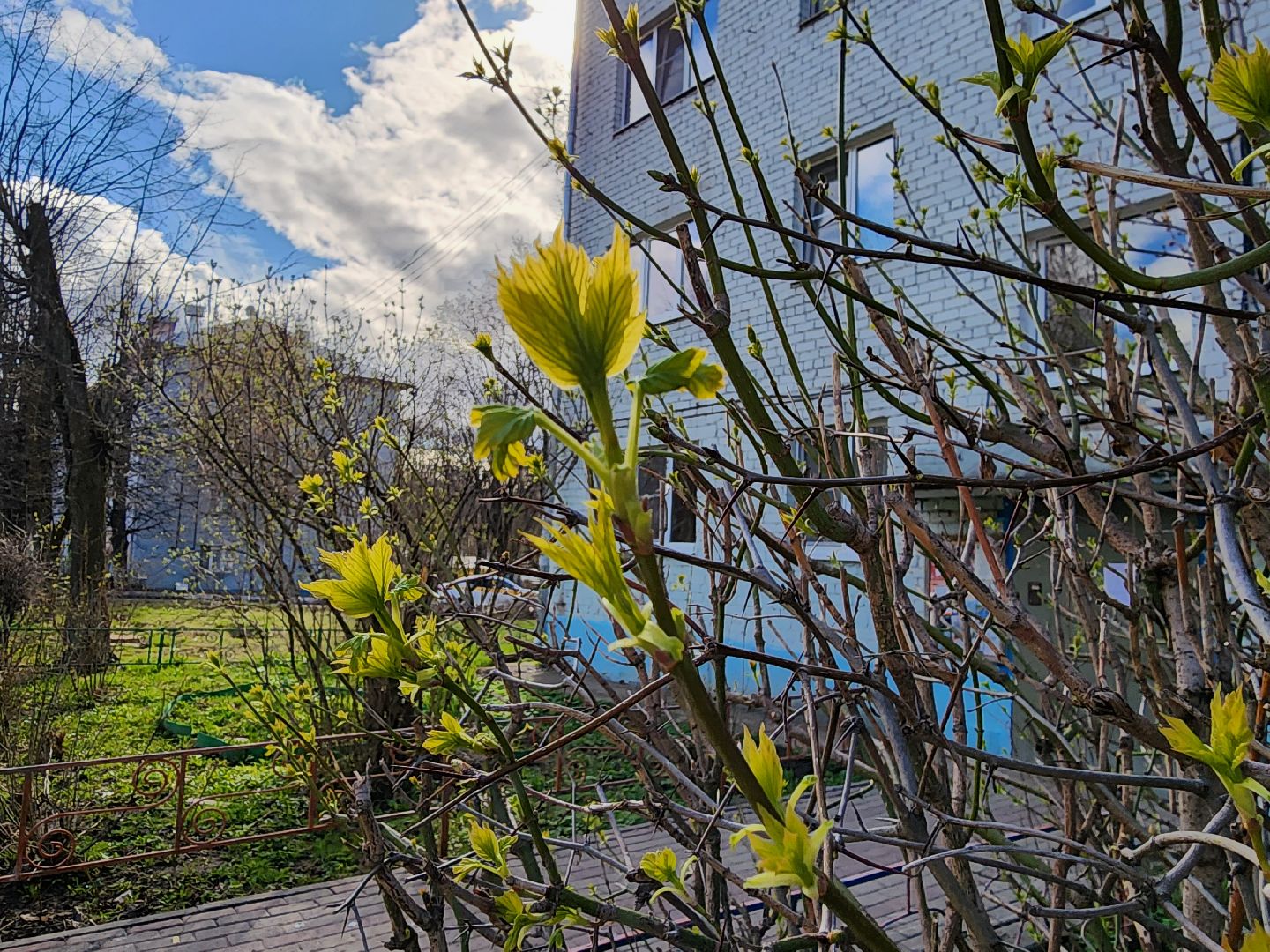 аллергия под контролем, Врач, долгопрудный