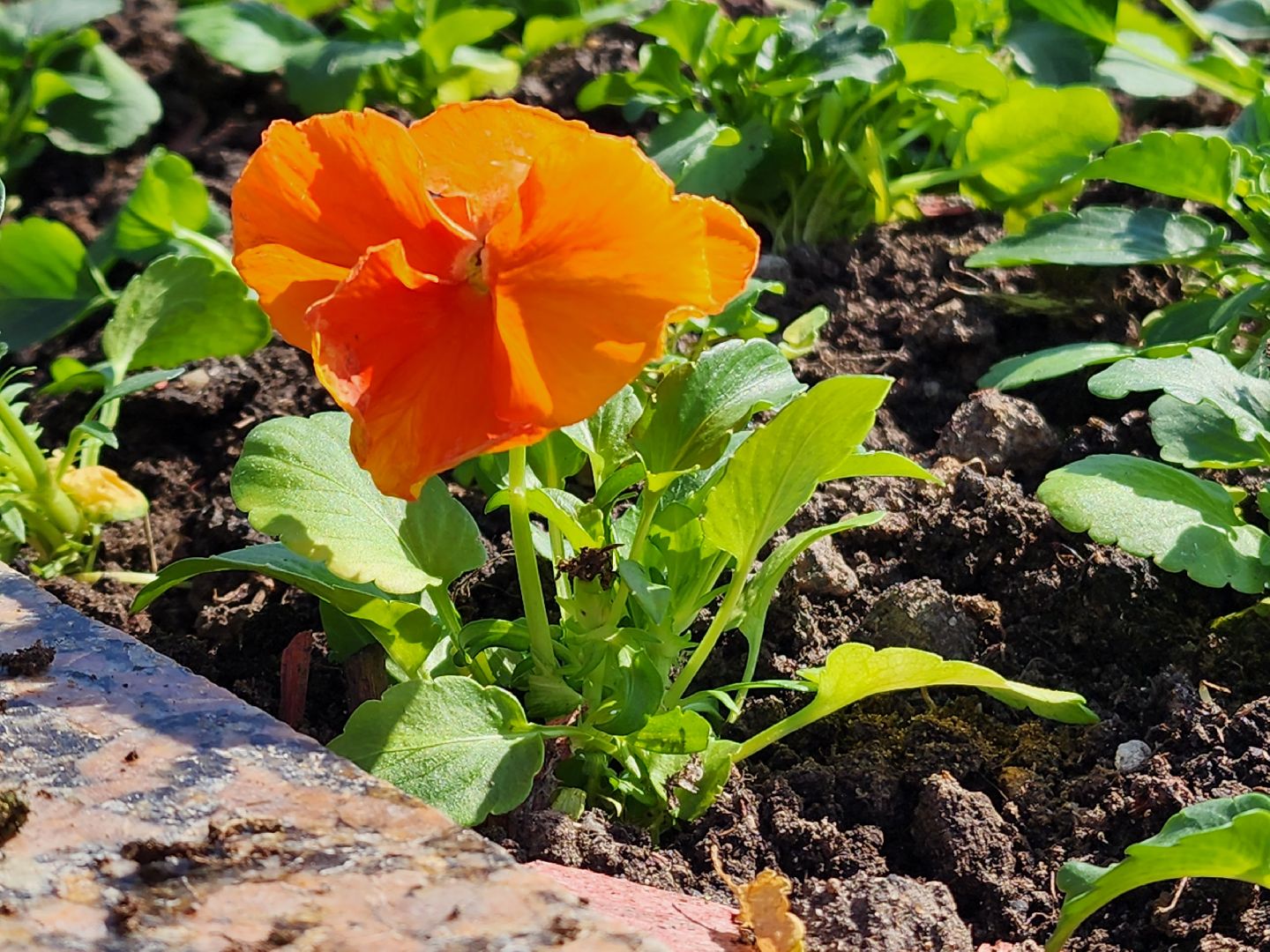 аллергия под контролем, Врач, долгопрудный