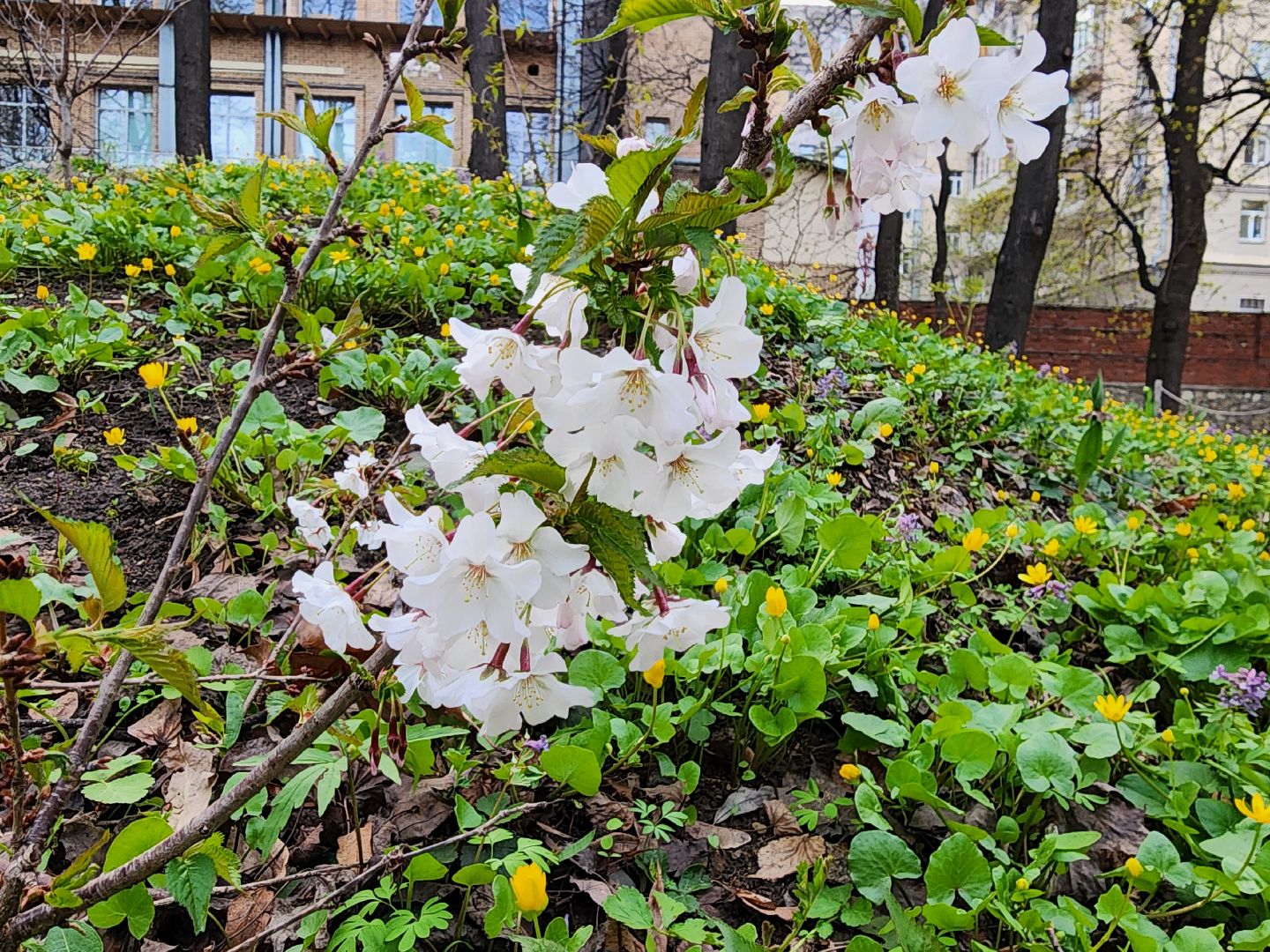 аллергия под контролем, Врач, долгопрудный