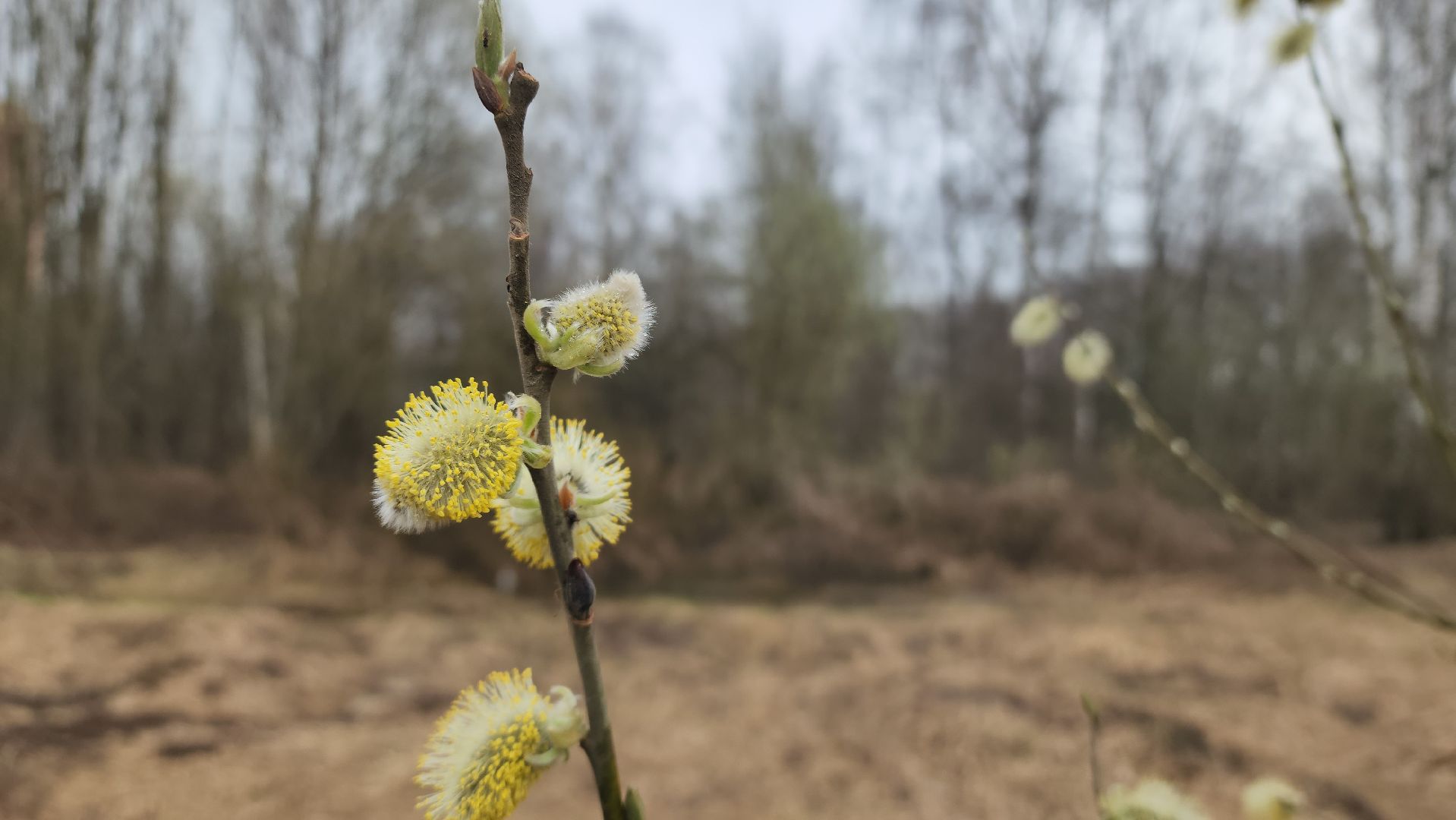 аллергия под контролем, Врач, долгопрудный