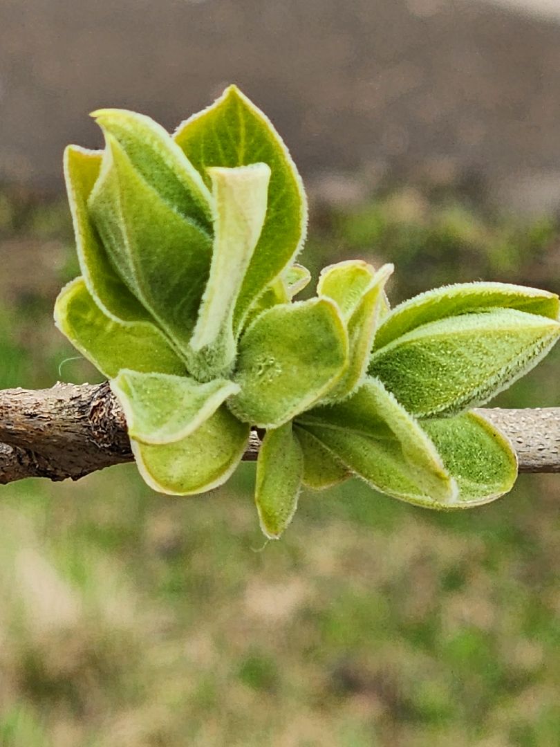 аллергия под контролем, Врач, долгопрудный