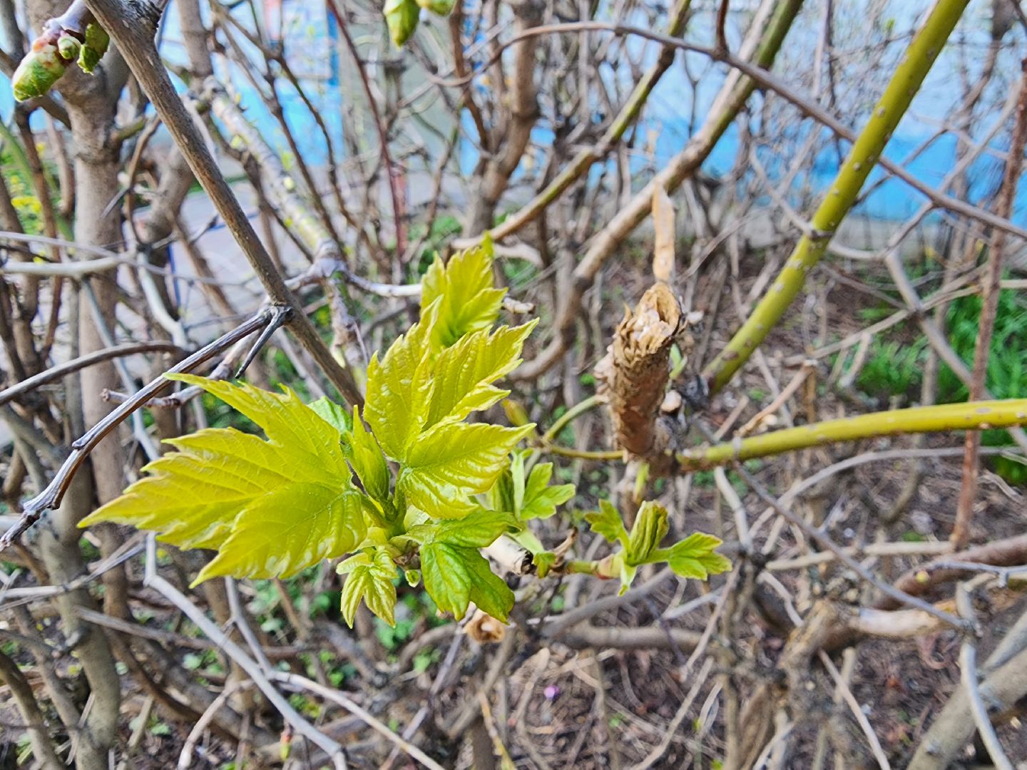аллергия под контролем, Врач, долгопрудный