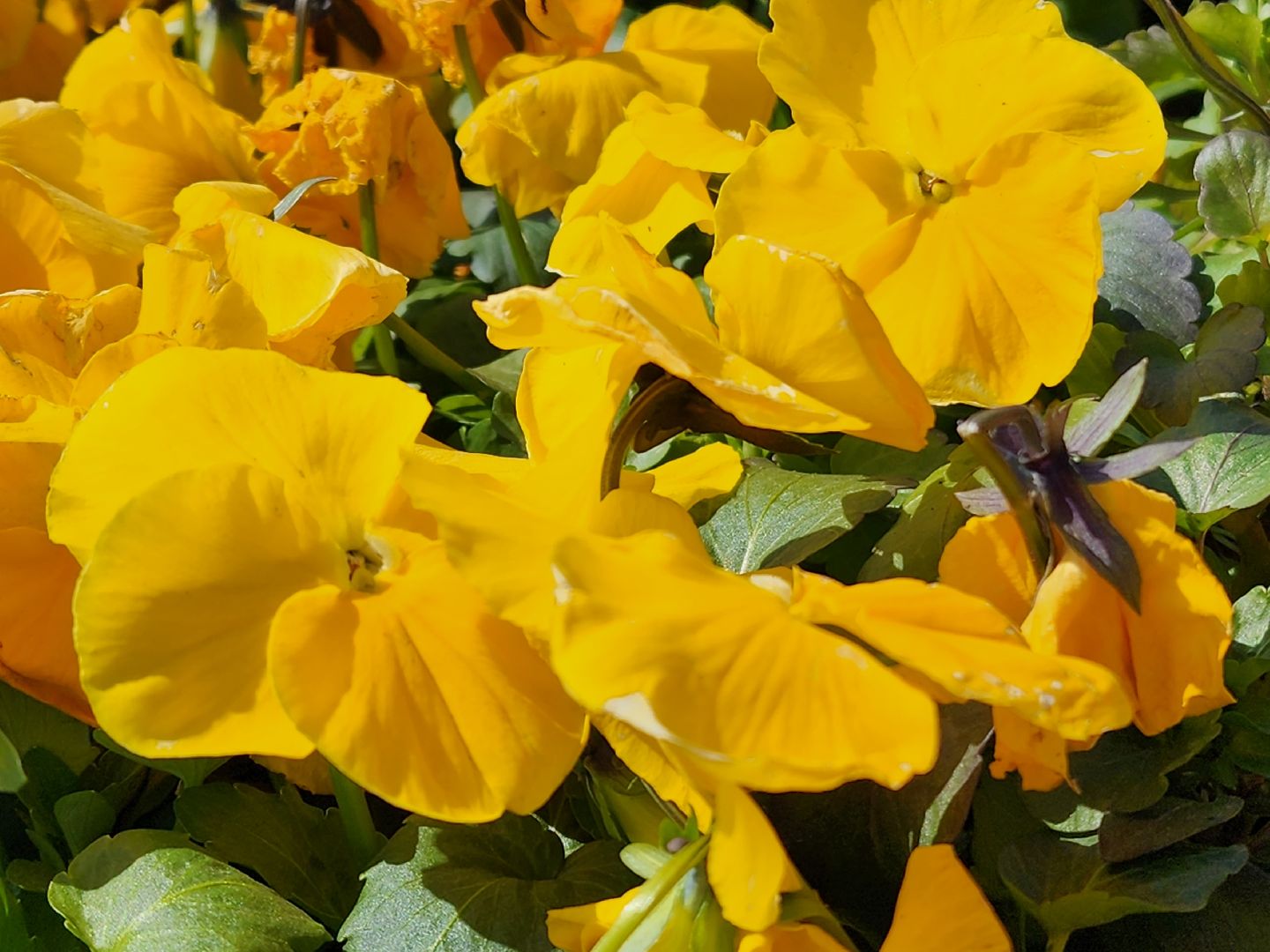 аллергия под контролем, Врач, долгопрудный