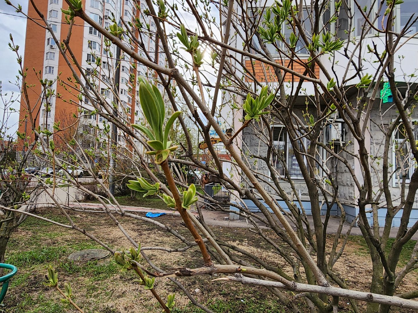 аллергия под контролем, Врач, долгопрудный