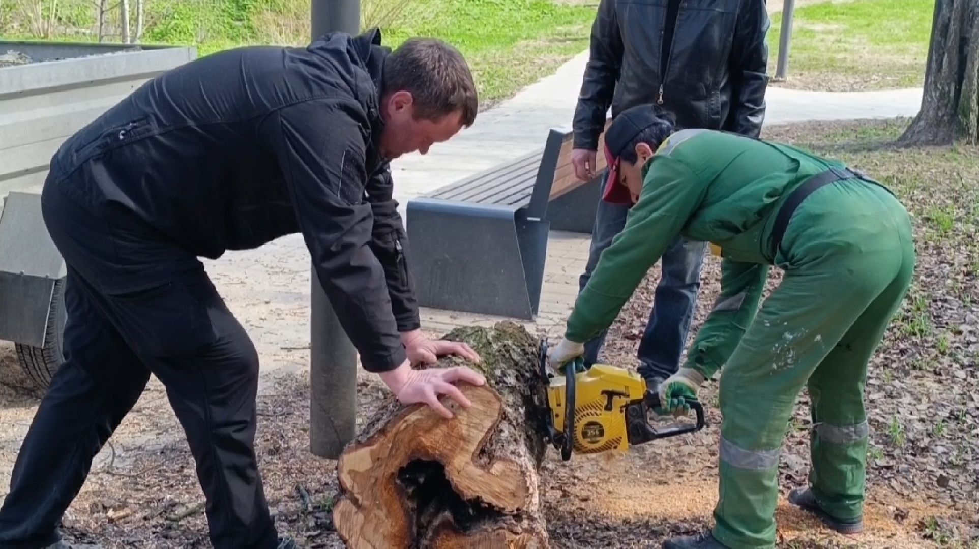 дерево, парк, лобня,