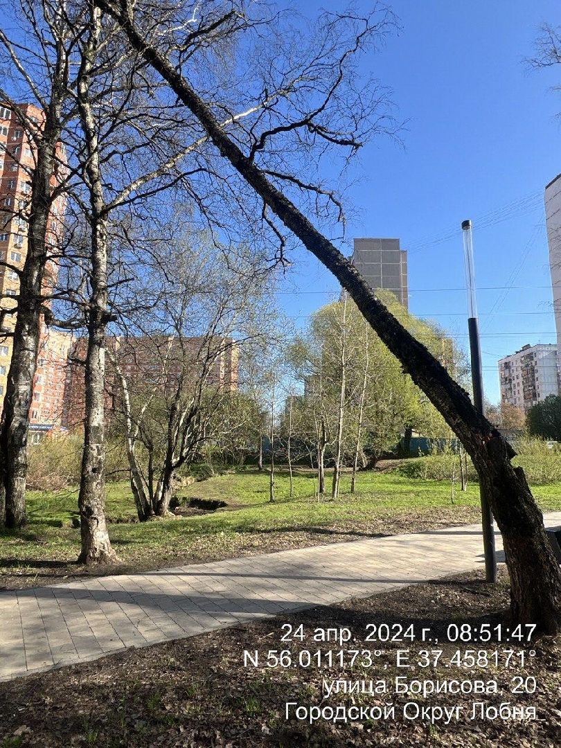 дерево, парк, лобня,