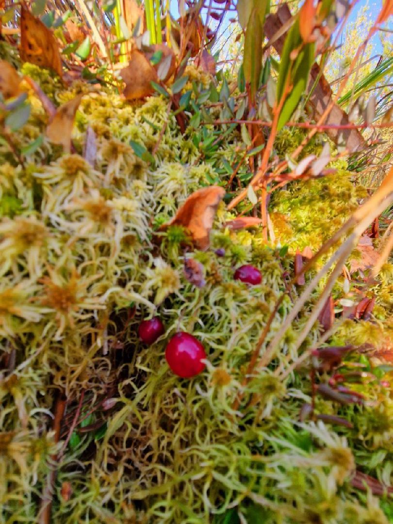 Звенигород, Культура, Туризм, Афиша мероприятий,