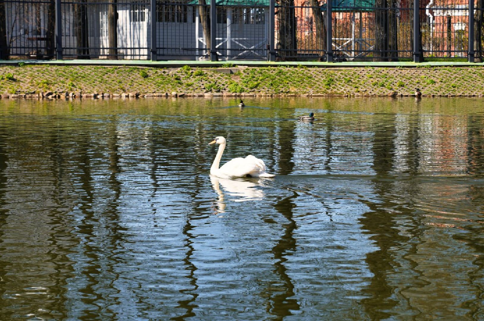 Сергиев Посад, Лебеди, Белый пруд, Общество, Жители, Природа,