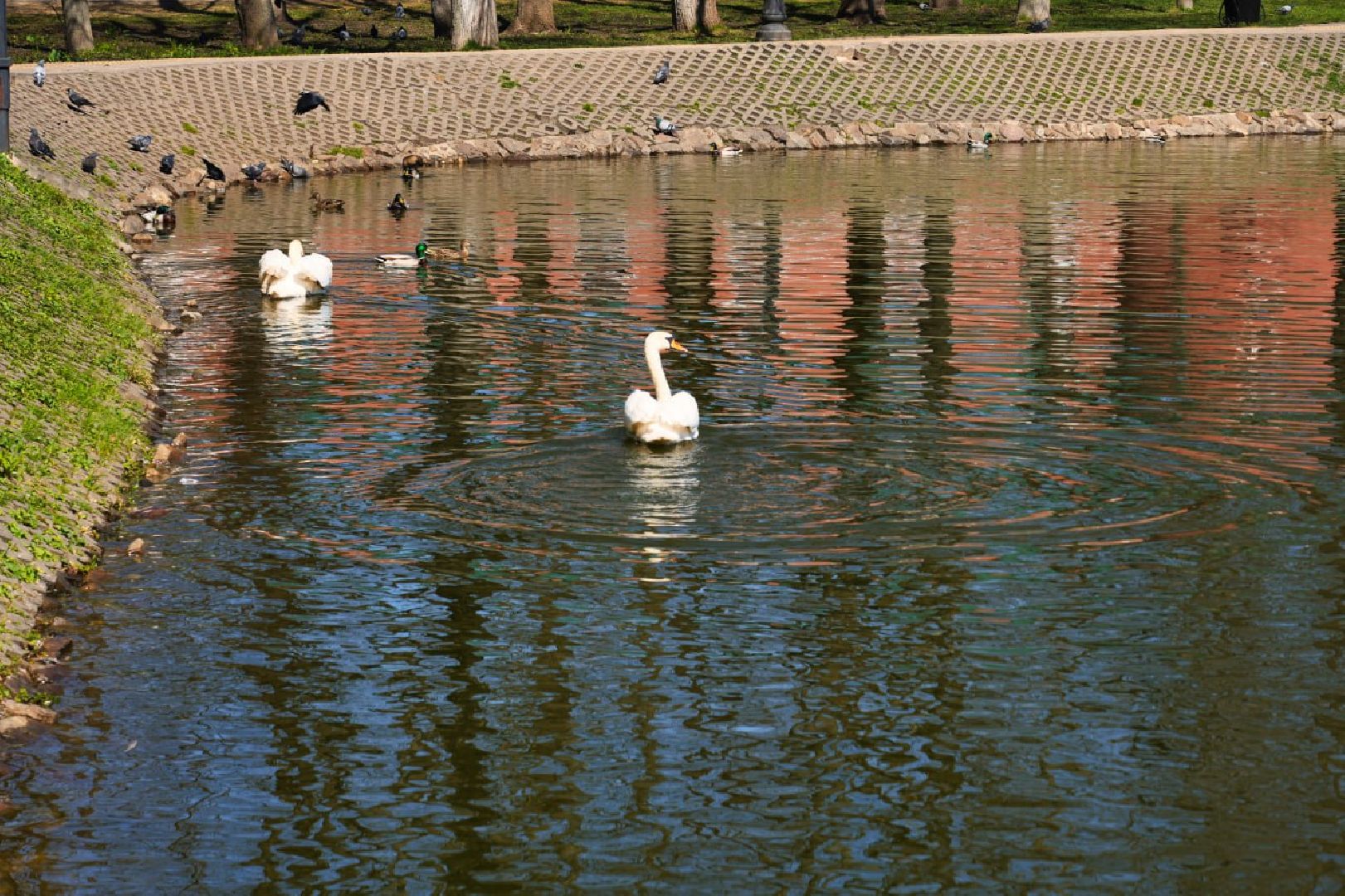 Сергиев Посад, Лебеди, Белый пруд, Общество, Жители, Природа,