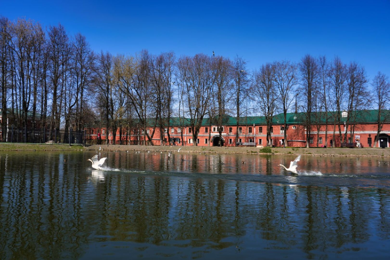 Сергиев Посад, Лебеди, Белый пруд, Общество, Жители, Природа,