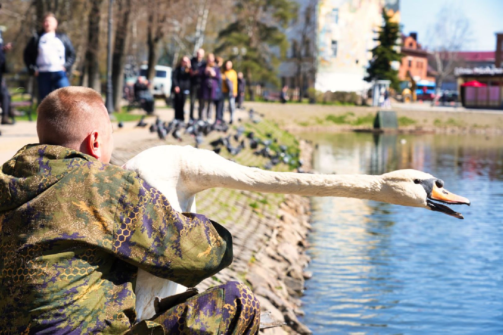 Сергиев Посад, Лебеди, Белый пруд, Общество, Жители, Природа,