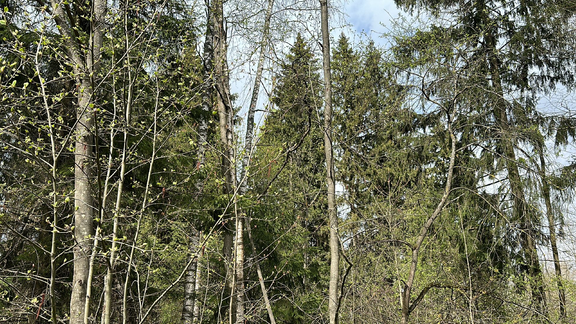 Клин, общество, безопасность, отдых на природе, лесные пожары,