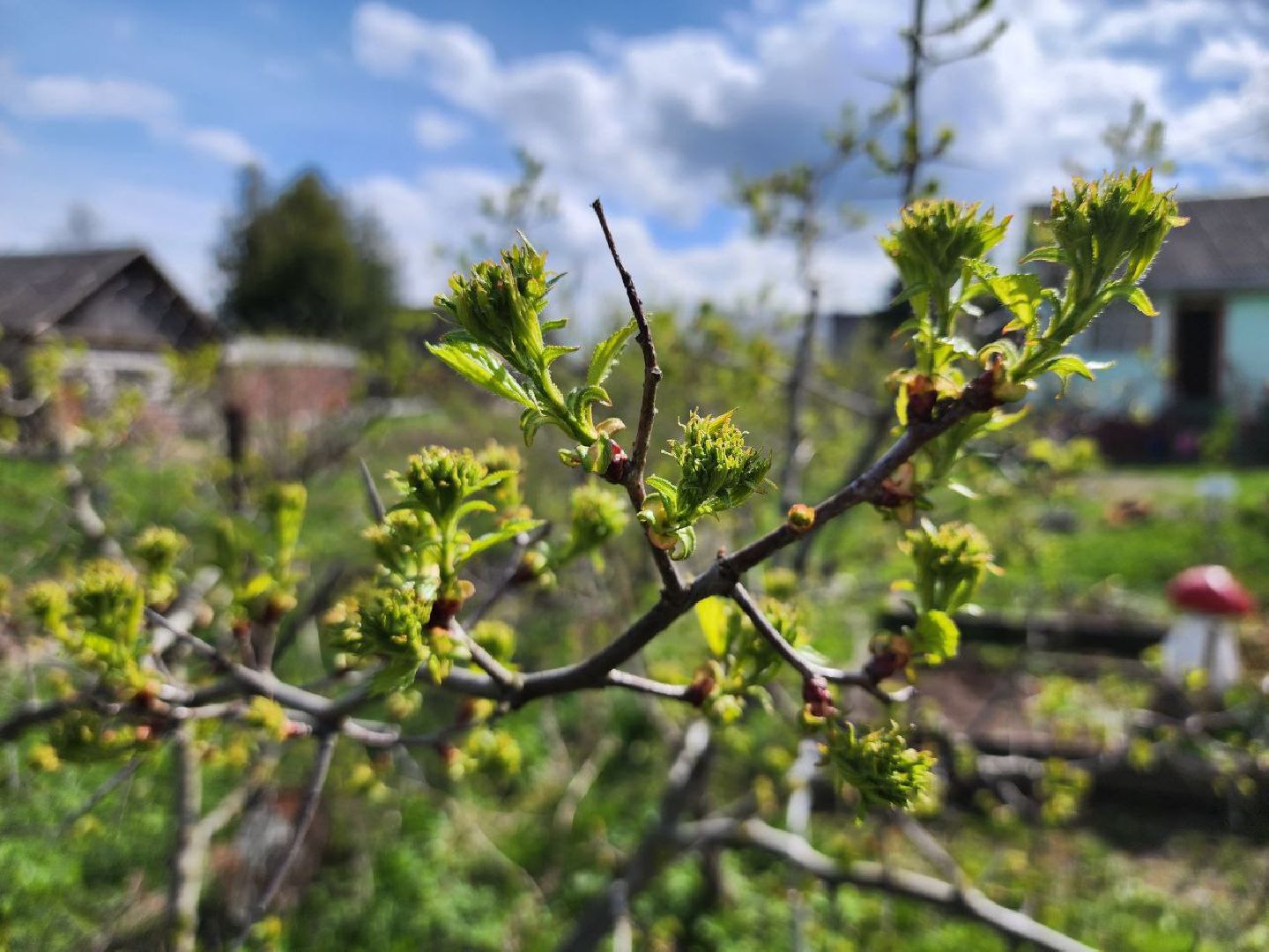 можайск, можайский городской округ, подмосковье, питомник, дети, школьные лесничества, юные лесничие, сад, своими руками, весенние работы, друзья леса, экология, тропарево, участковое лесничество, мособллес,