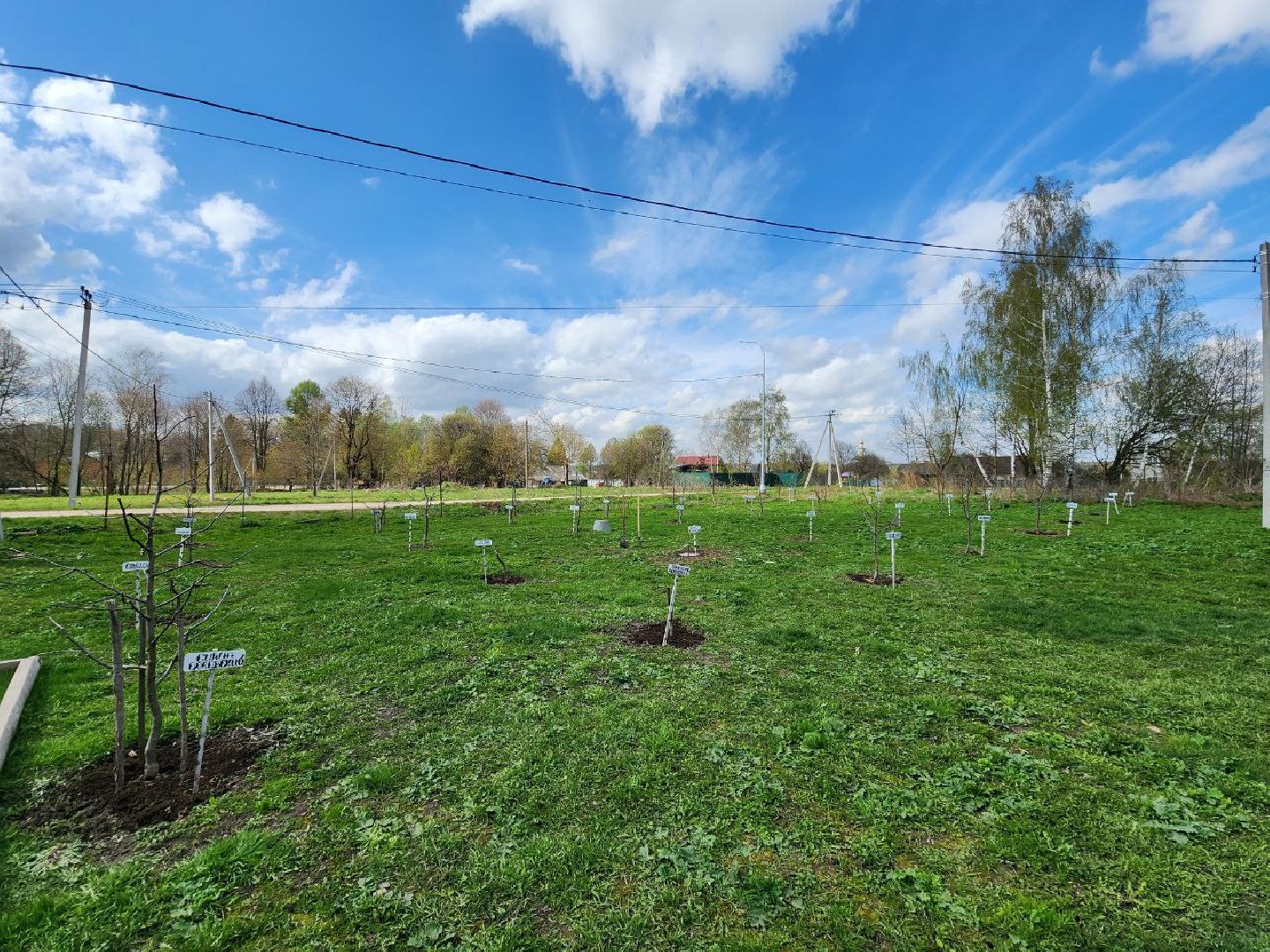 можайск, можайский городской округ, подмосковье, питомник, дети, школьные лесничества, юные лесничие, сад, своими руками, весенние работы, друзья леса, экология, тропарево, участковое лесничество, мособллес,