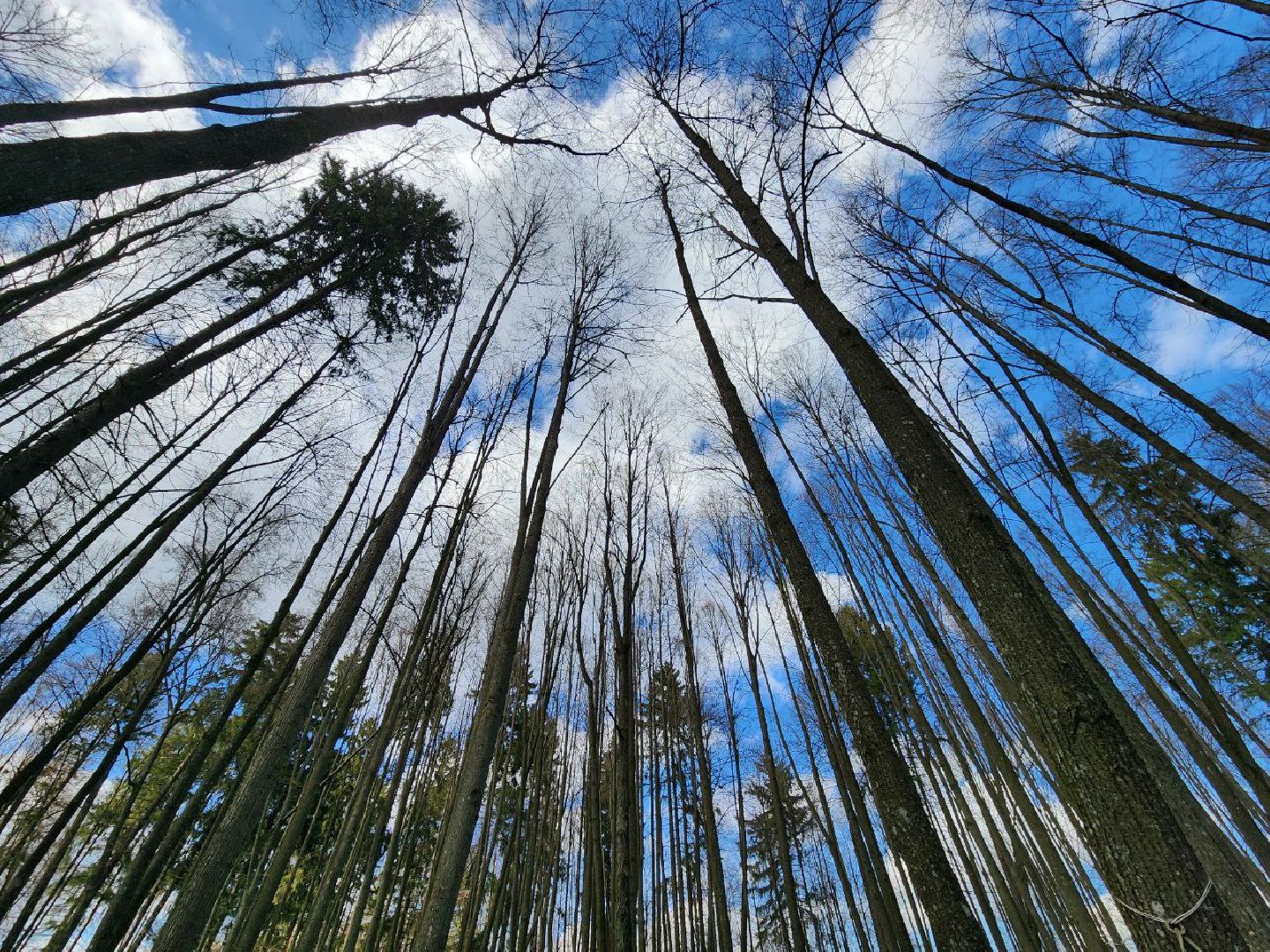 можайск, можайский городской округ, подмосковье, парк памяти, зона отдыха, лес, комитет лесного хозяйства, парк в лесу, благоустроенная территория,