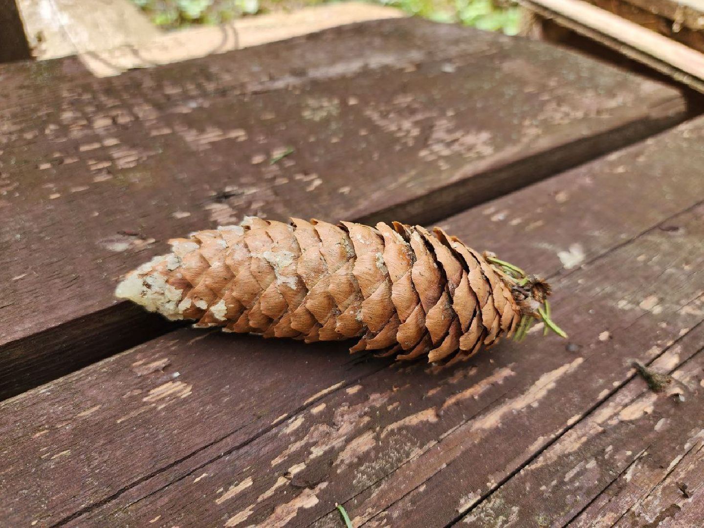 можайск, можайский городской округ, подмосковье, парк памяти, зона отдыха, лес, комитет лесного хозяйства, парк в лесу, благоустроенная территория,