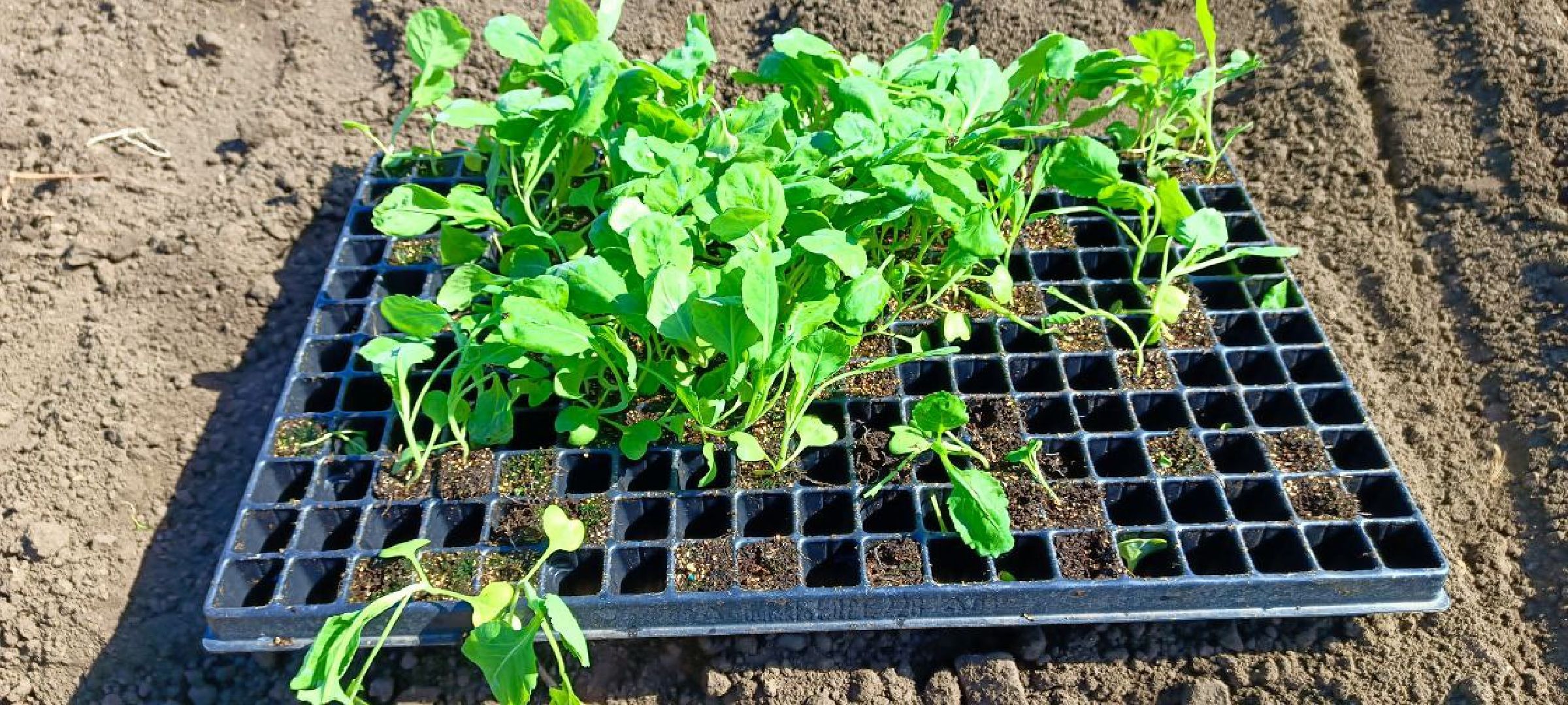 Дмитров, Агрохолдинг Дмитровские овощи,