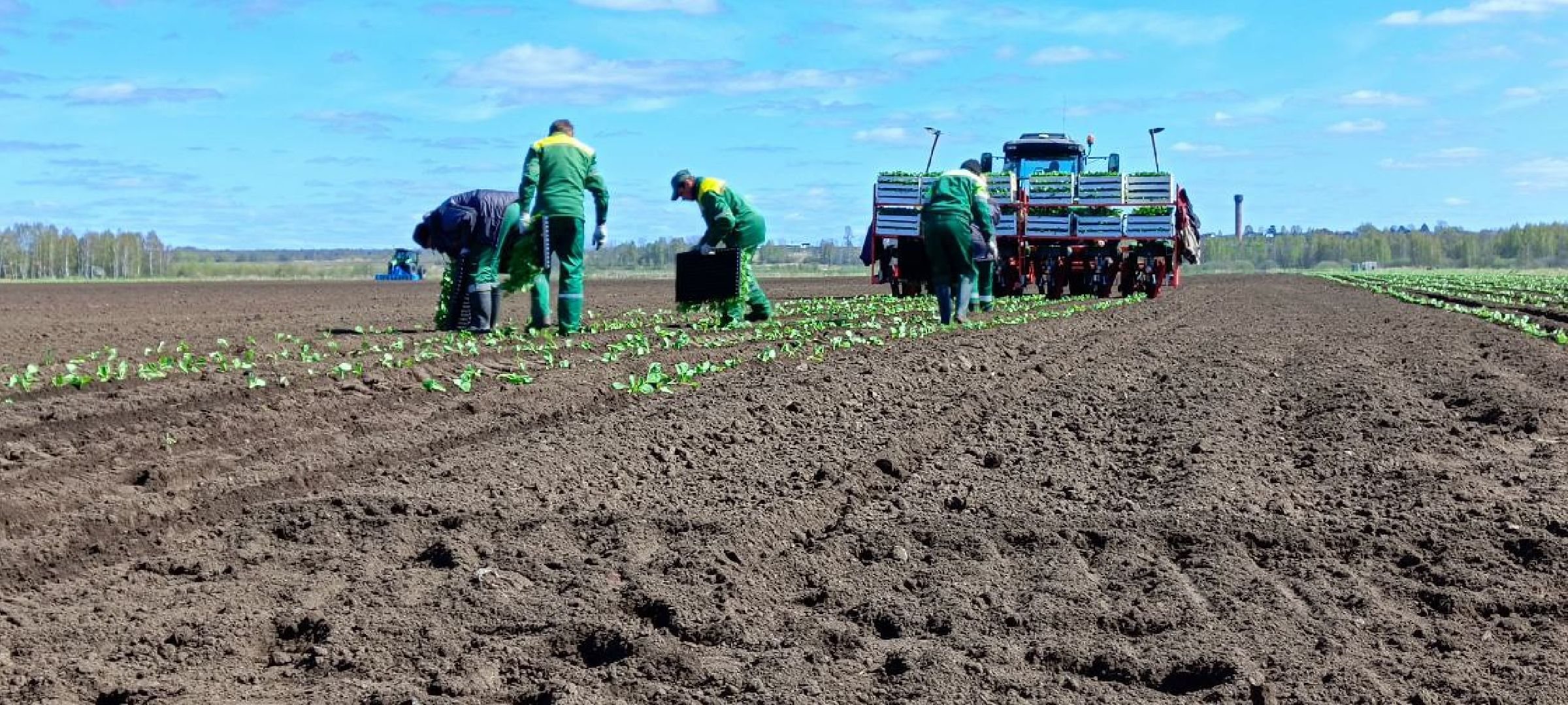Дмитров, Агрохолдинг Дмитровские овощи,