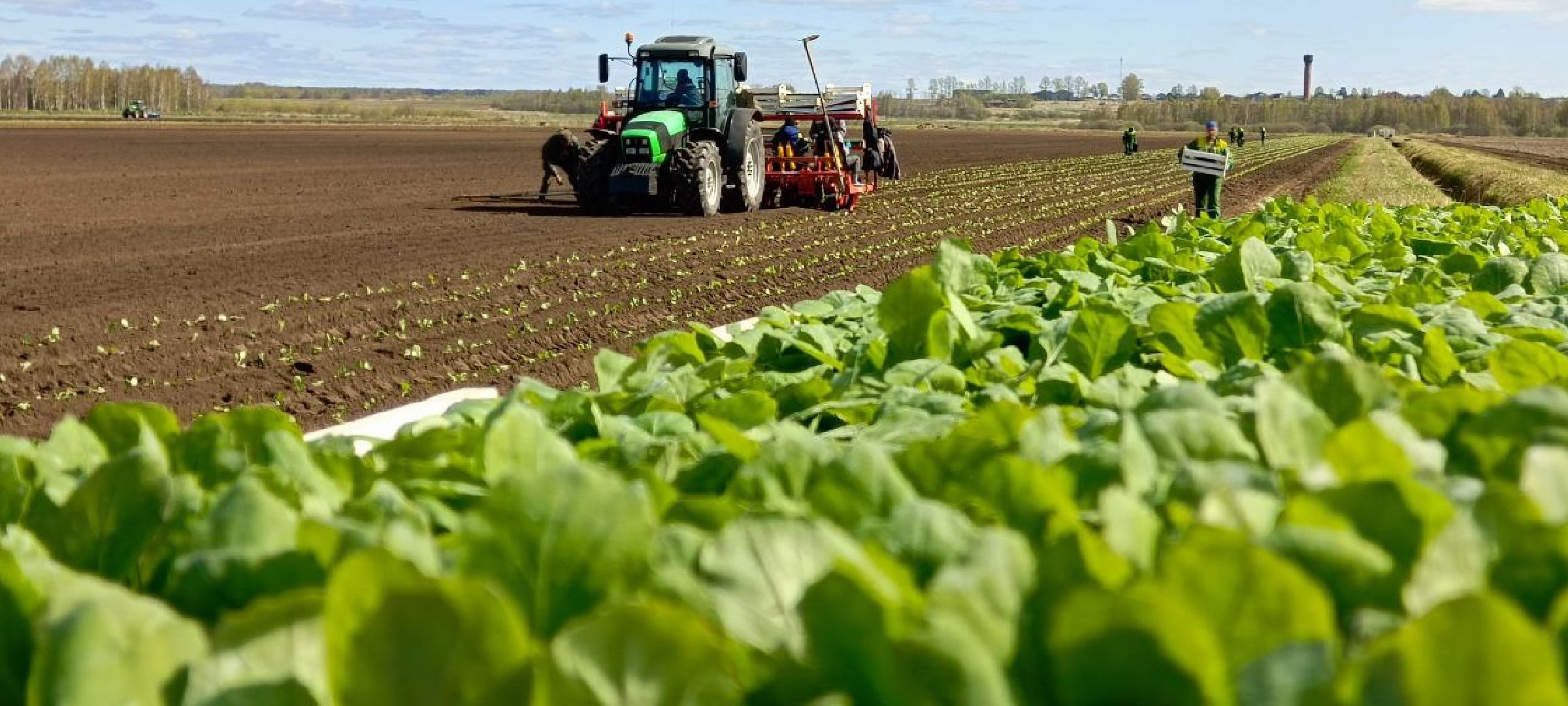 Дмитров, Агрохолдинг Дмитровские овощи,