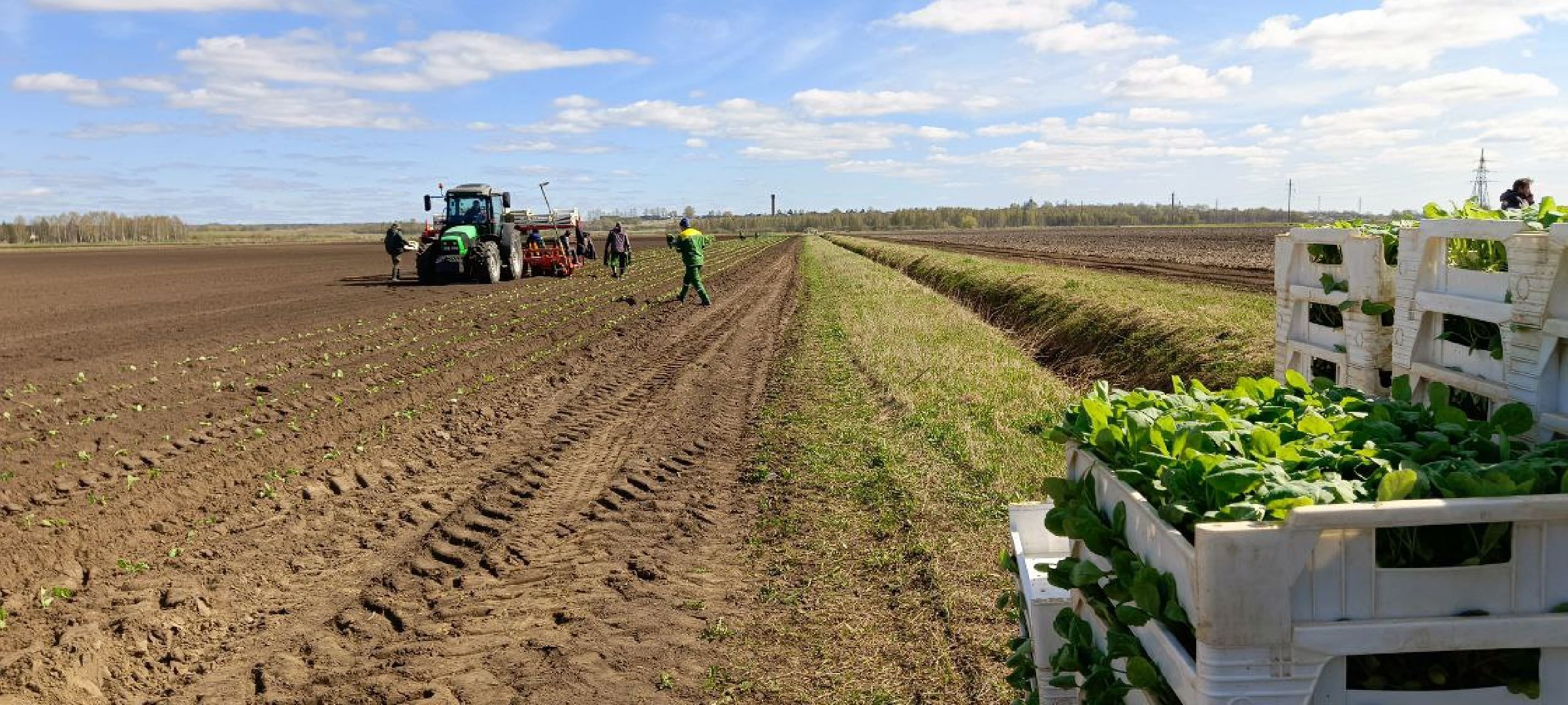 Дмитров, Агрохолдинг Дмитровские овощи,