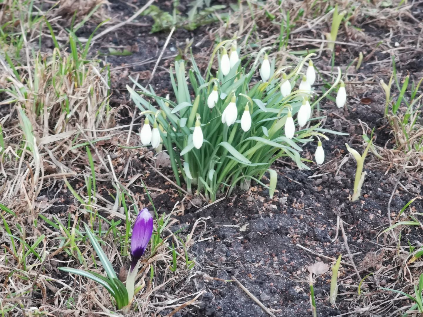 Крокусы, природа, первоцветы