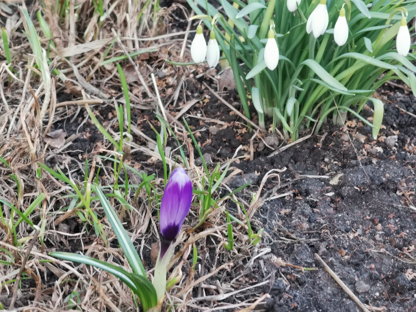 Крокусы, природа, первоцветы