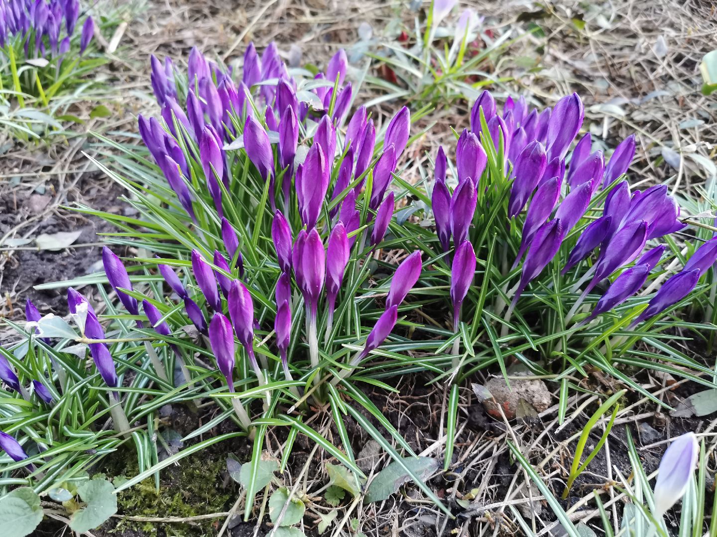 Крокусы, природа, первоцветы