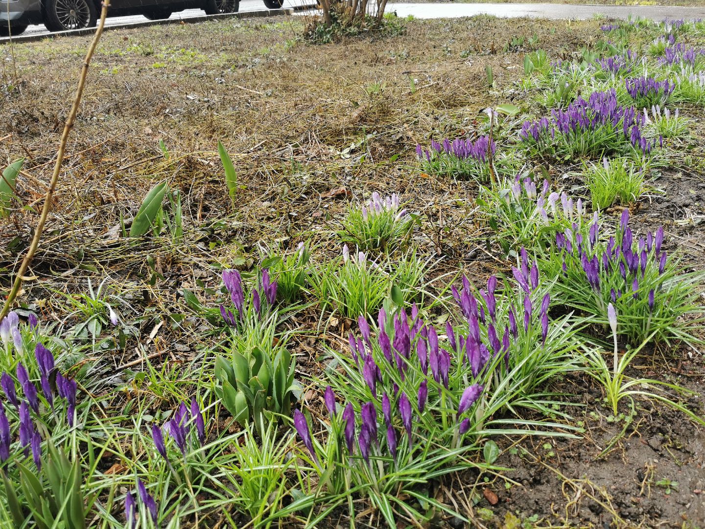 Крокусы, природа, первоцветы