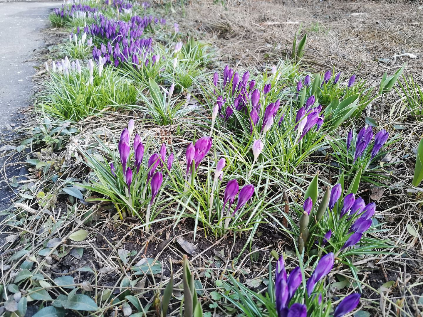 Крокусы, природа, первоцветы