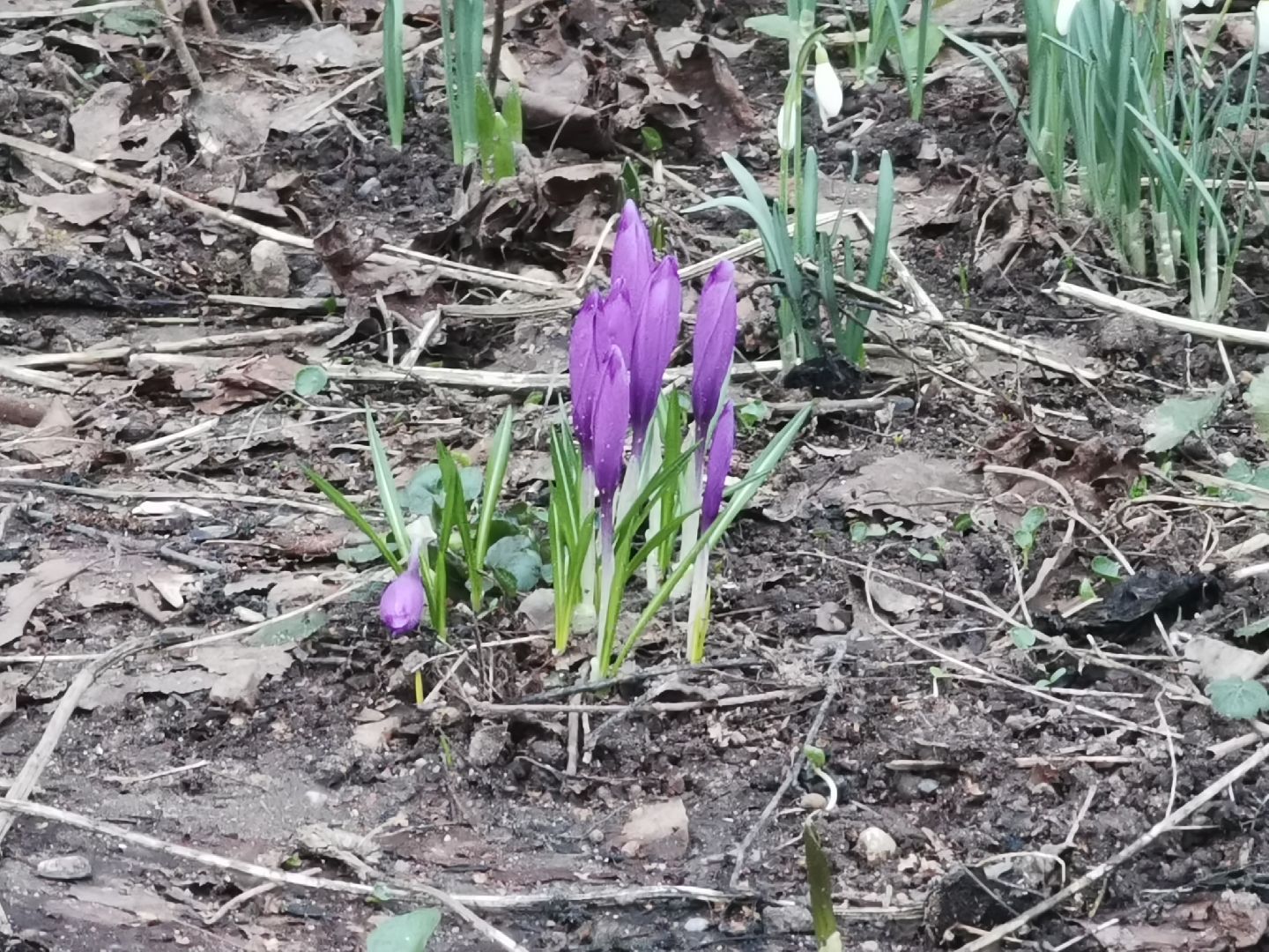 Крокусы, природа, первоцветы