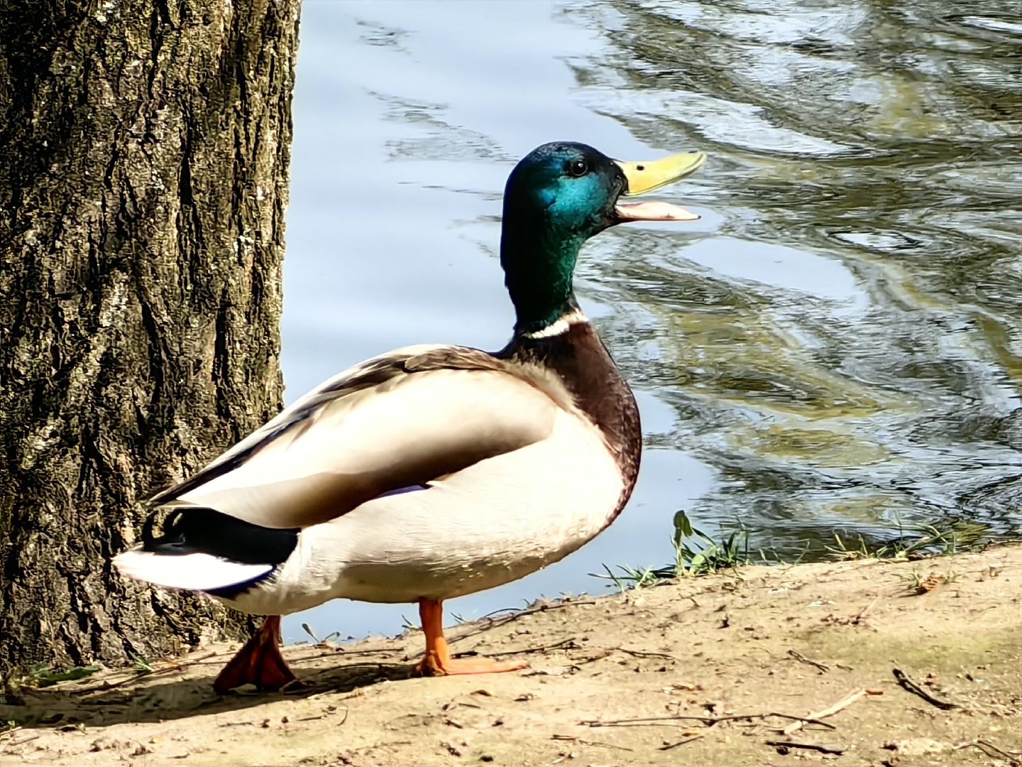 противопожарный режим, штраф, Геопортал Подмосковья, шашлыки,