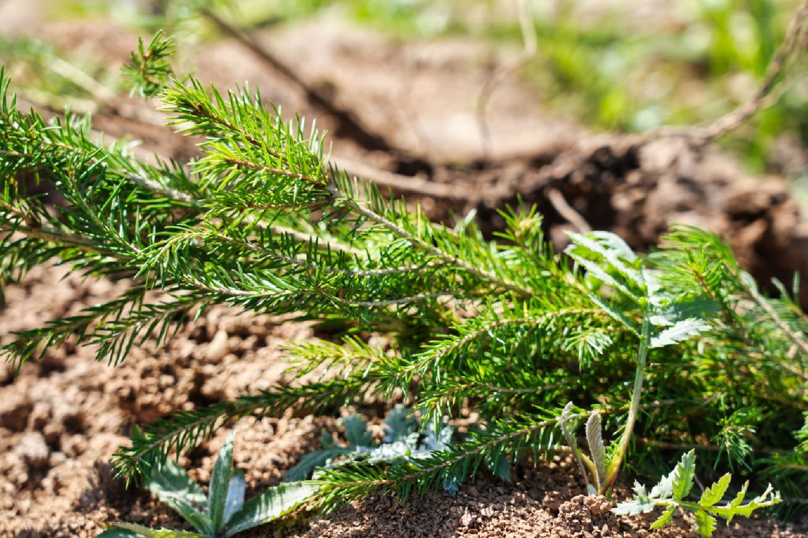 Сергиев Посад, День добрых дел, Акция, Сергиево-Посадский городской округ, Посадка деревьев, Школьники, Образование, Экология, Добро, Дети,