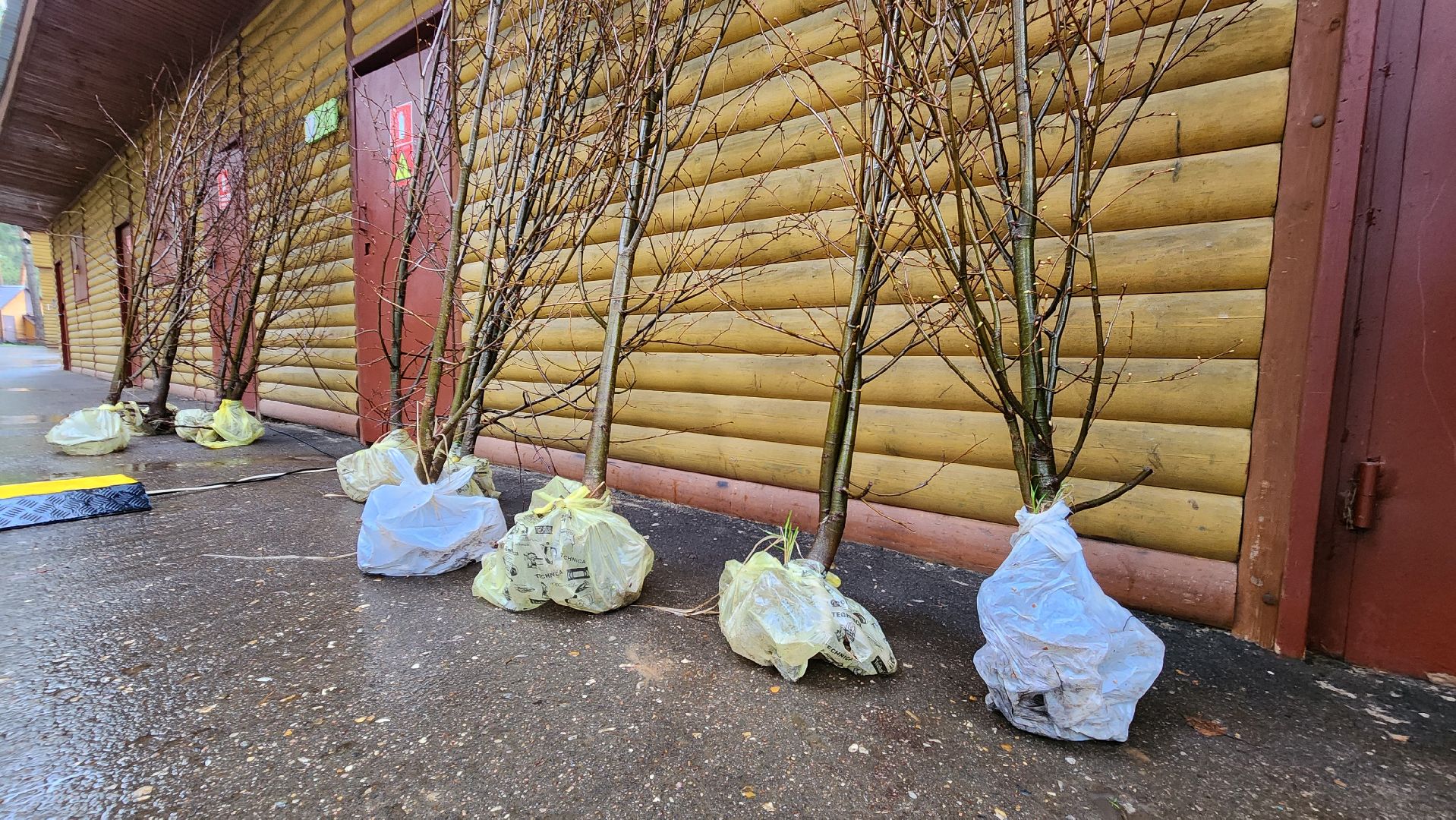 красногорск, день добрых дел, субботник, высадка деревьев,