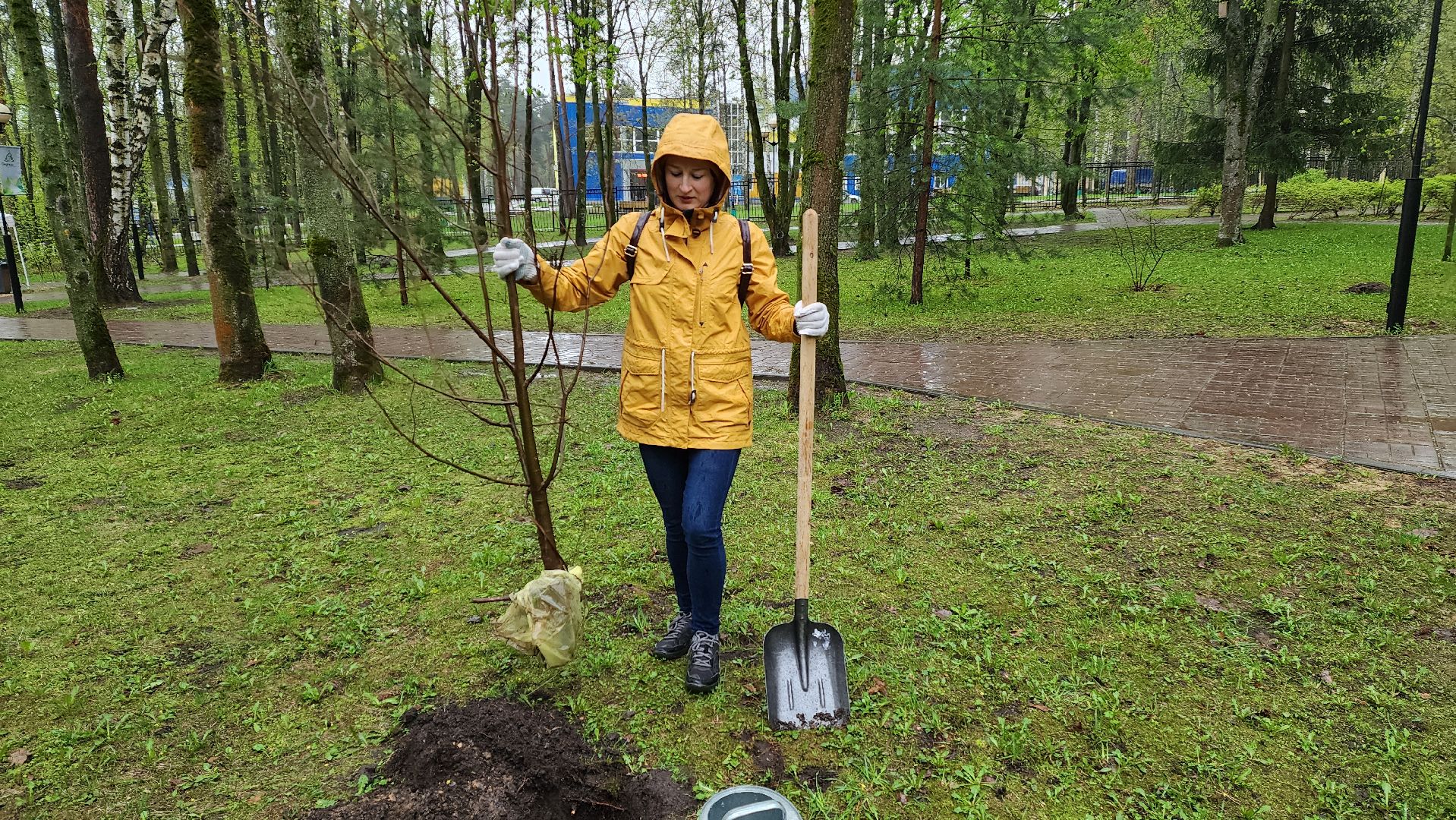красногорск, день добрых дел, субботник, высадка деревьев,