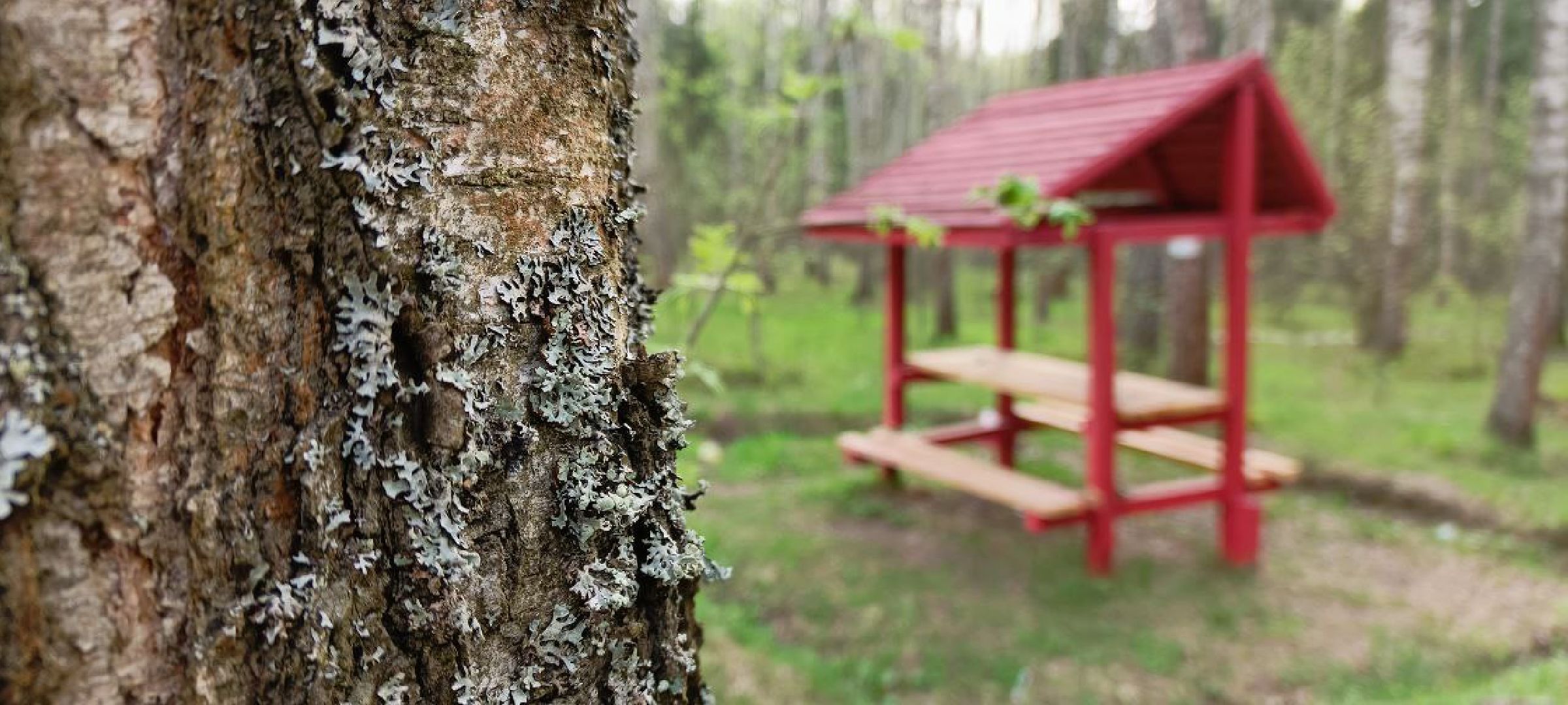 Талдом, Талдомское лесничество,