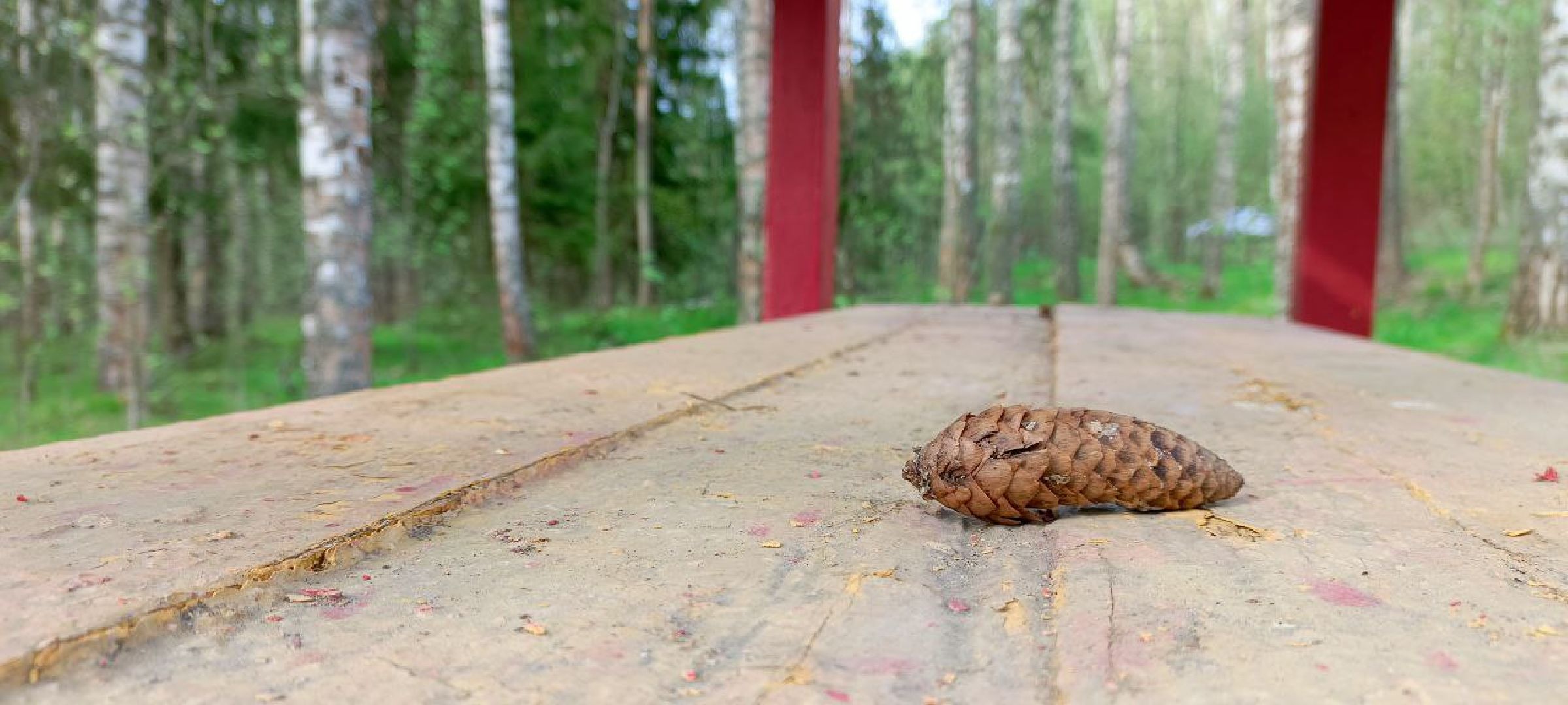Талдом, Талдомское лесничество,