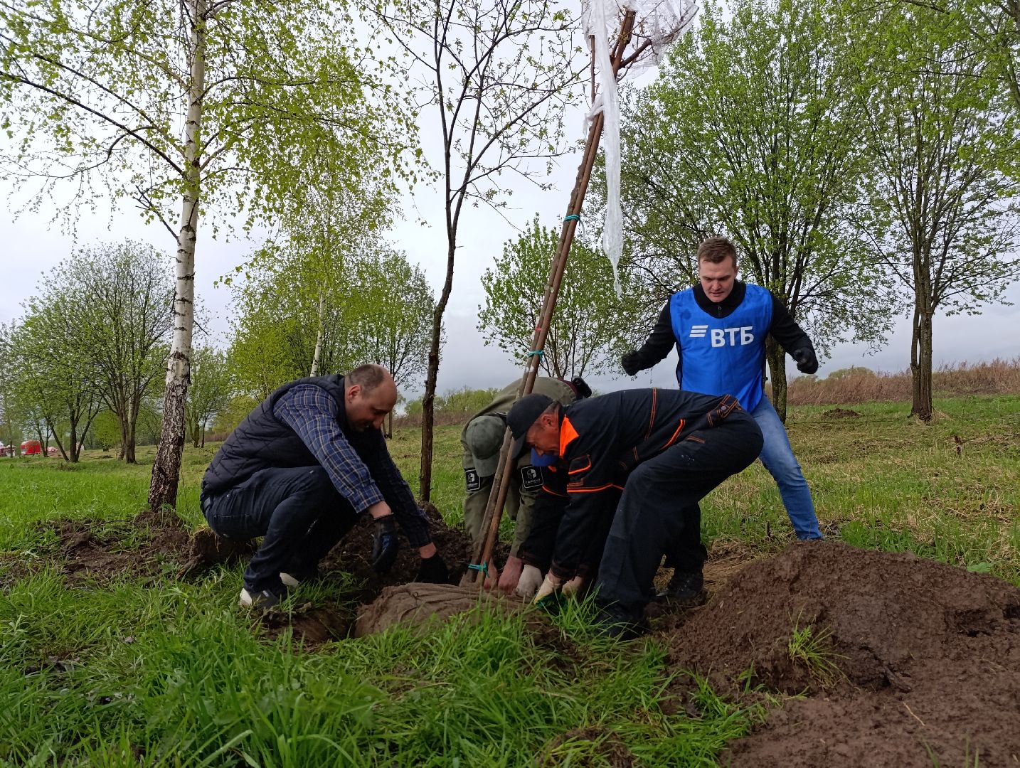 Бронницы, Парк, Бронницкий Луг, Посадка кленов, Благоустройство,