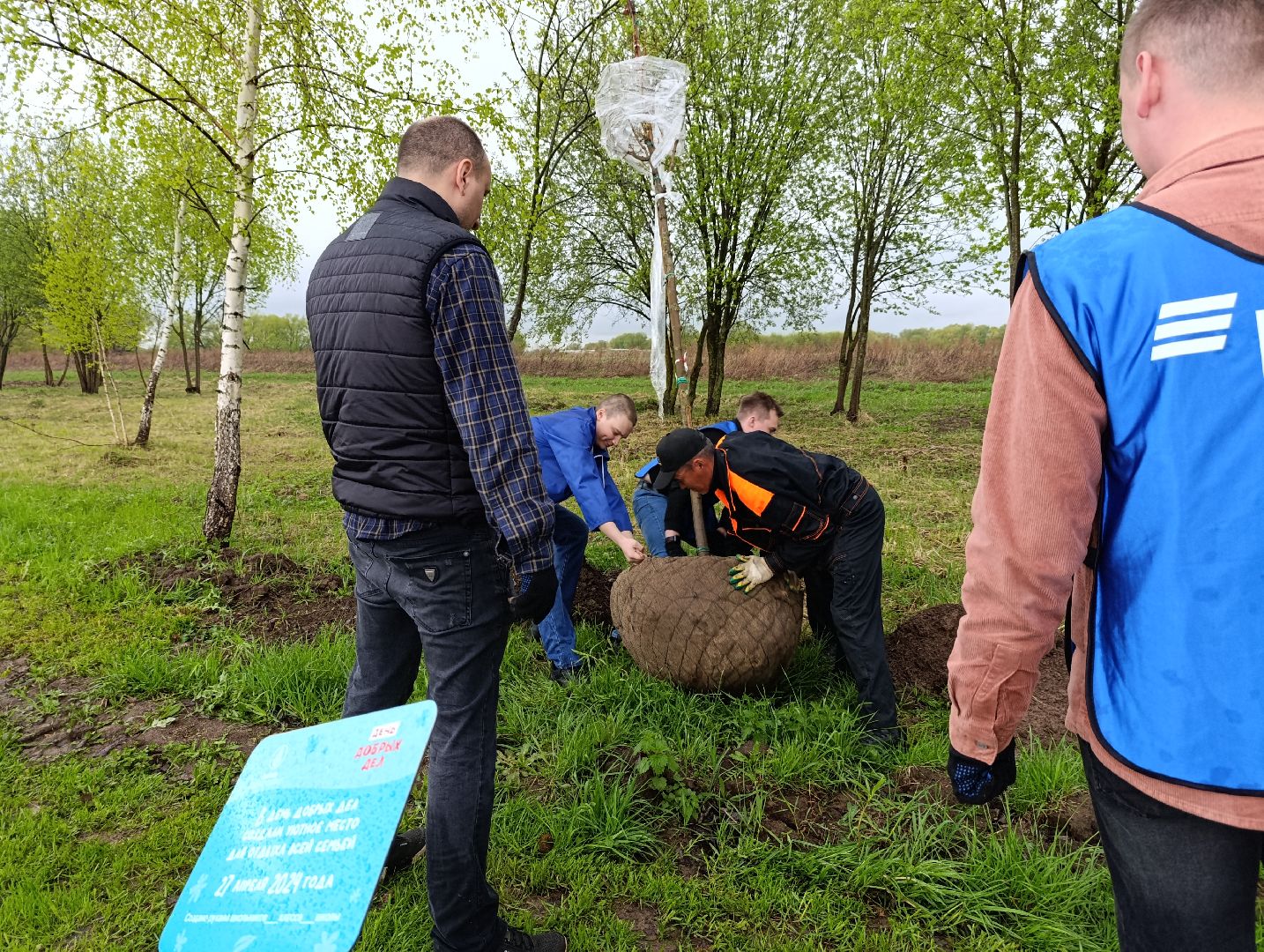 Бронницы, Парк, Бронницкий Луг, Посадка кленов, Благоустройство,