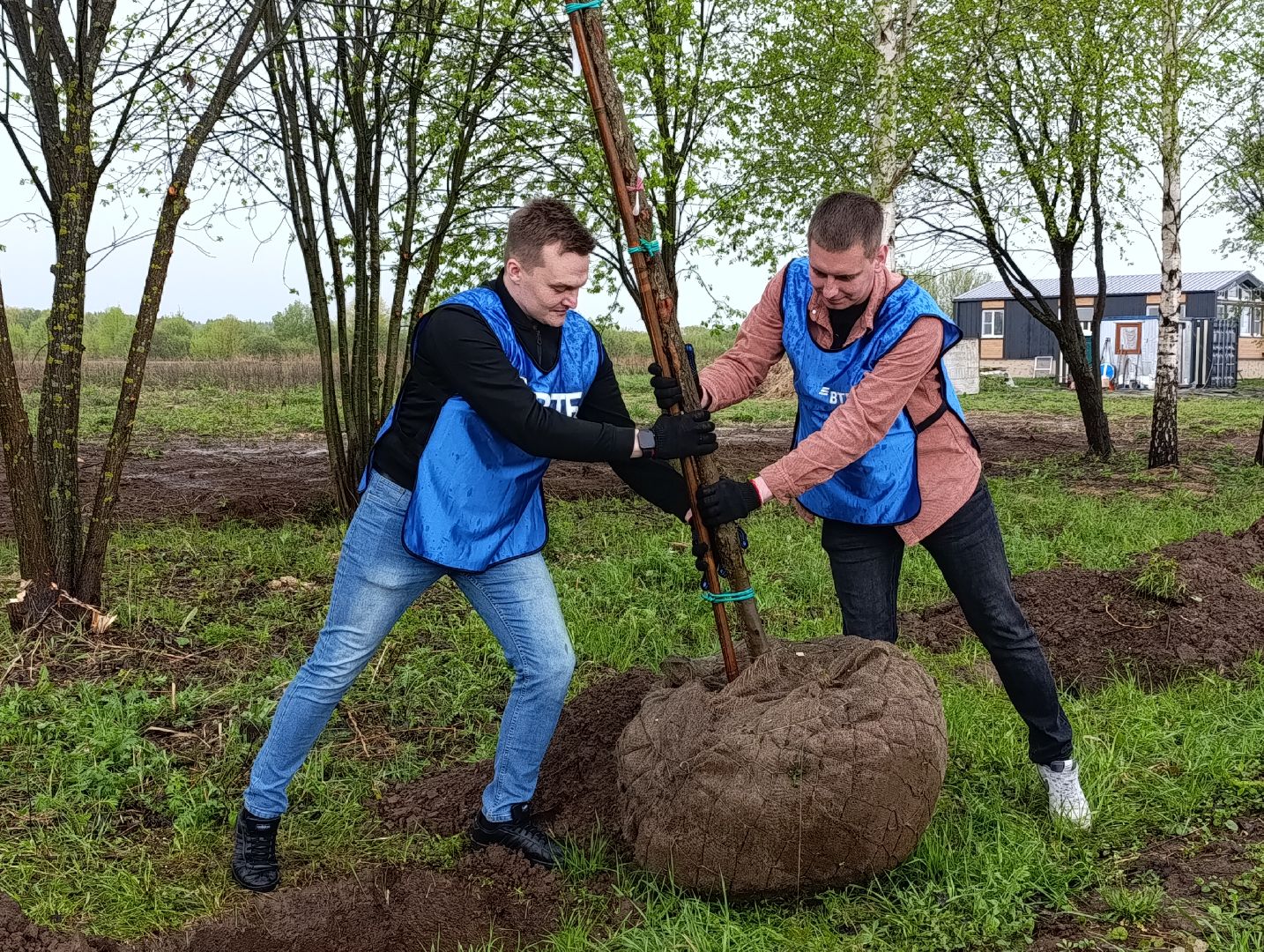 Бронницы, Парк, Бронницкий Луг, Посадка кленов, Благоустройство,