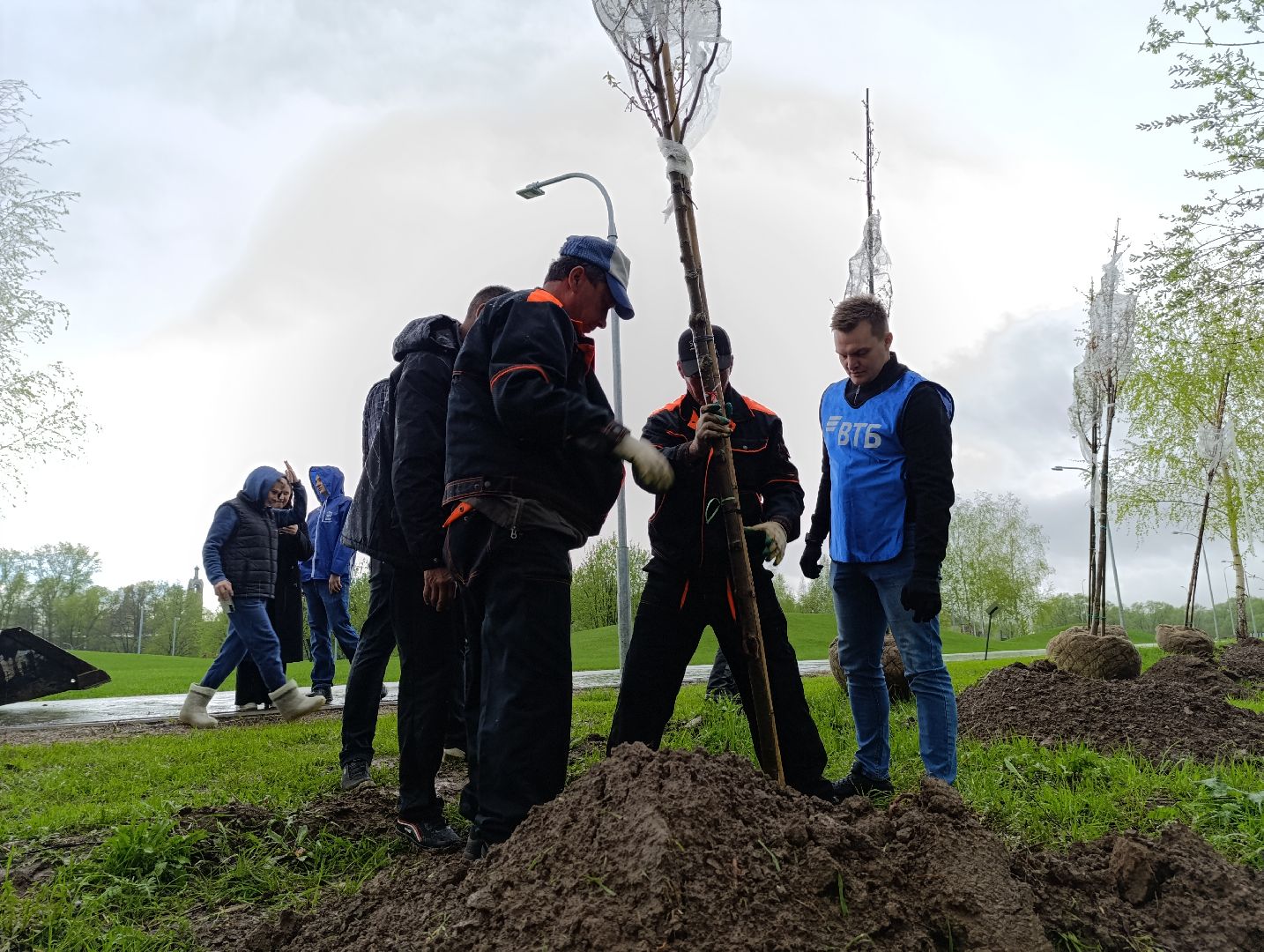 Бронницы, Парк, Бронницкий Луг, Посадка кленов, Благоустройство,