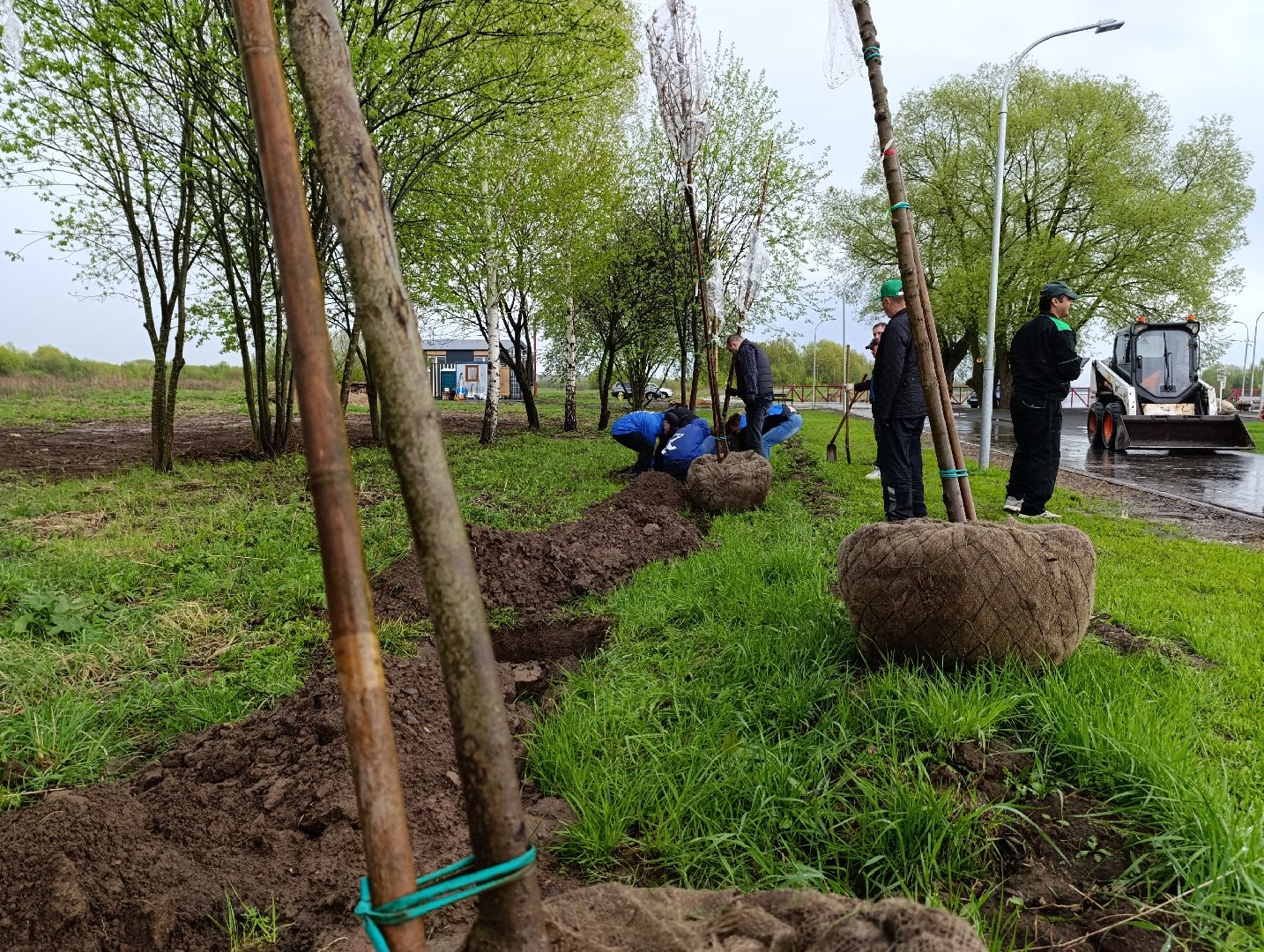 Бронницы, Парк, Бронницкий Луг, Посадка кленов, Благоустройство,